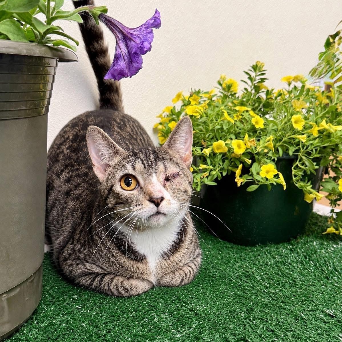 Sidney, ADOPTABLE, Adult Female Domestic Short Hair.