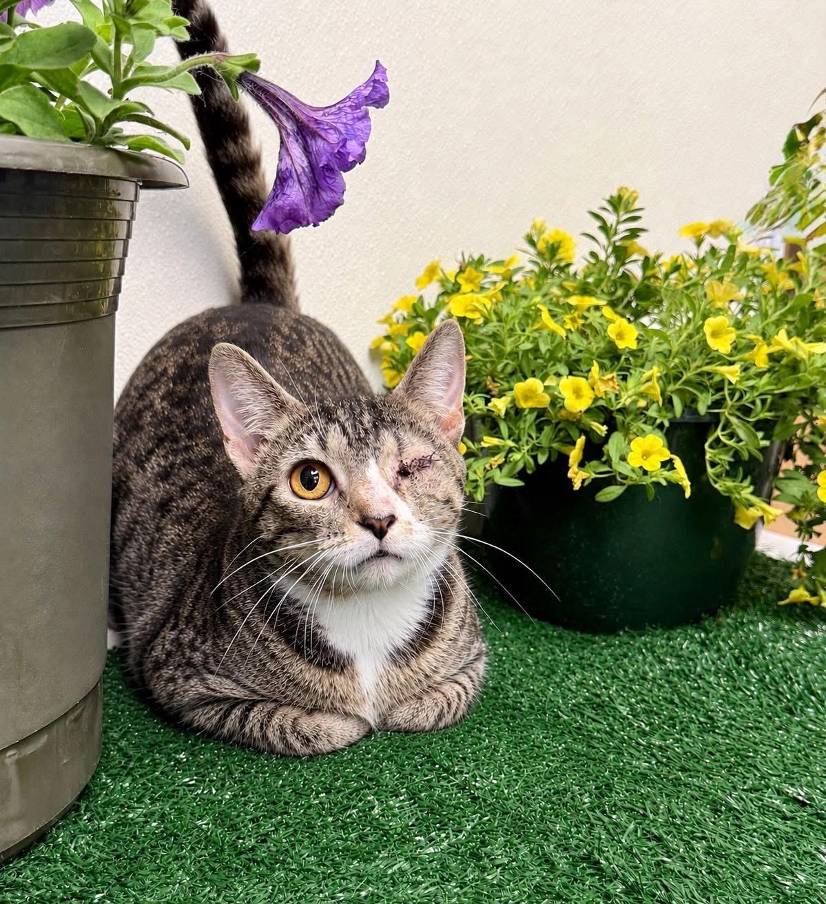 Sidney, a ADOPTABLE Domestic Short Hair in Effingham, IL image 3/3