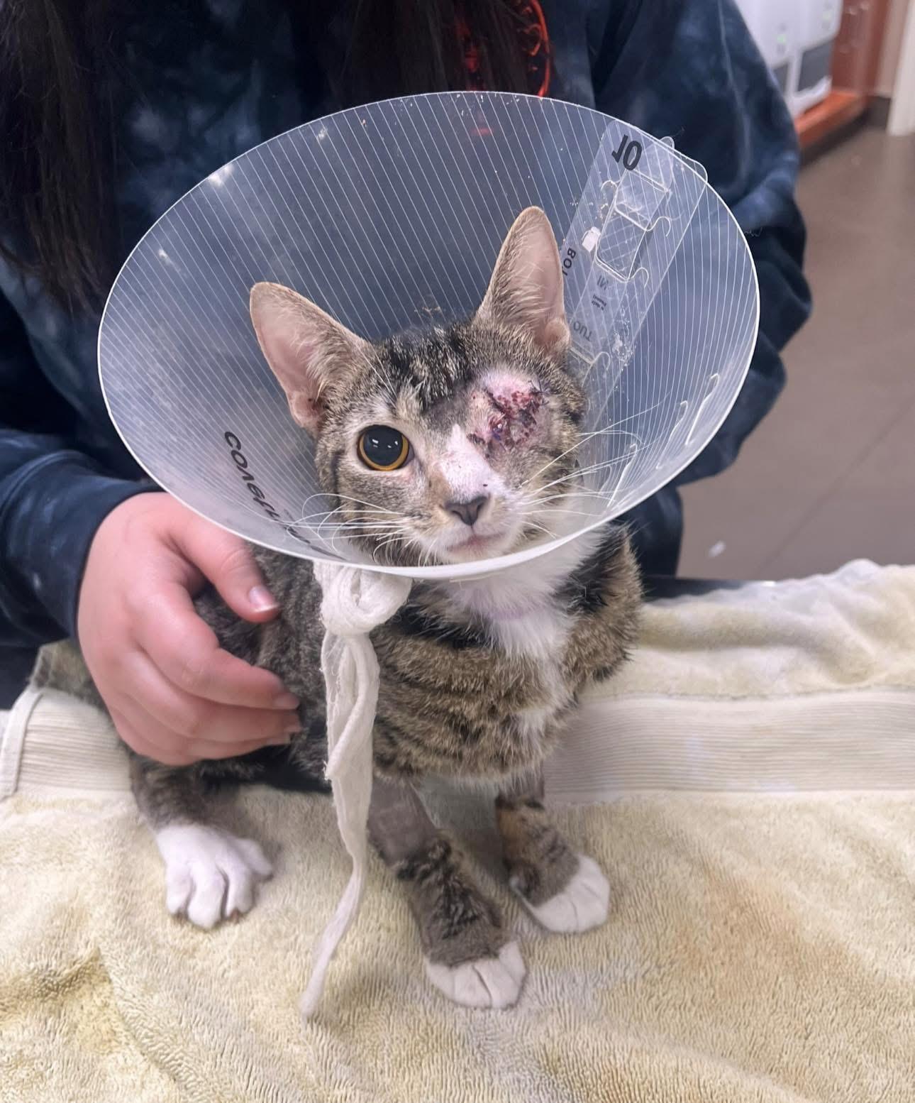 Sidney, a ADOPTABLE Domestic Short Hair in Effingham, IL image 2/3