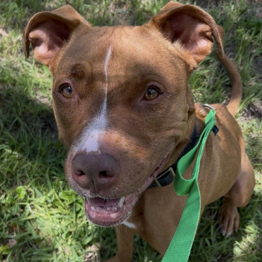 Biggie, Adoptable, Adult Male American Bulldog.