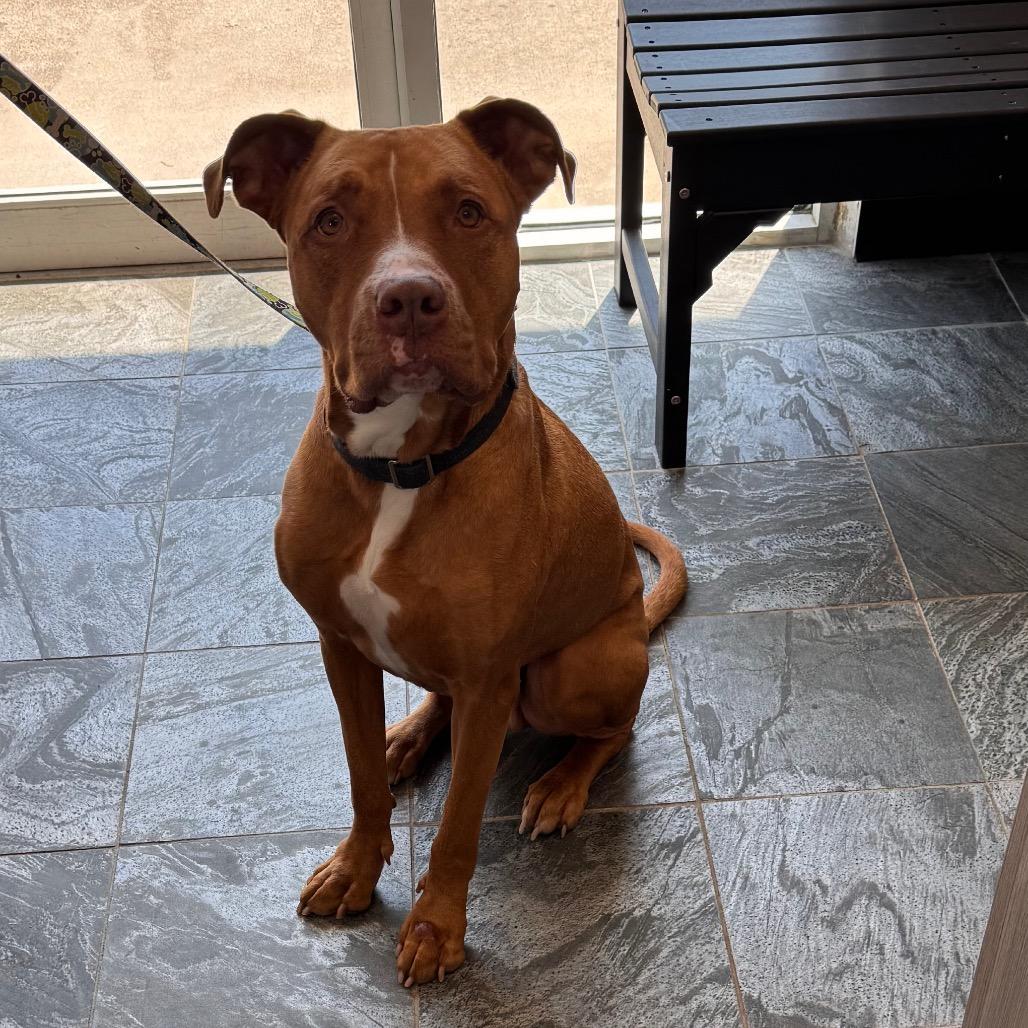 Biggie, Adoptable, Adult Male American Bulldog.