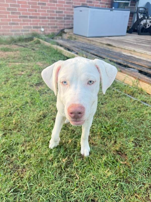 Enlarge Sophie, a Adoptable American Staffordshire Terrier in Houston, TX image 1/2