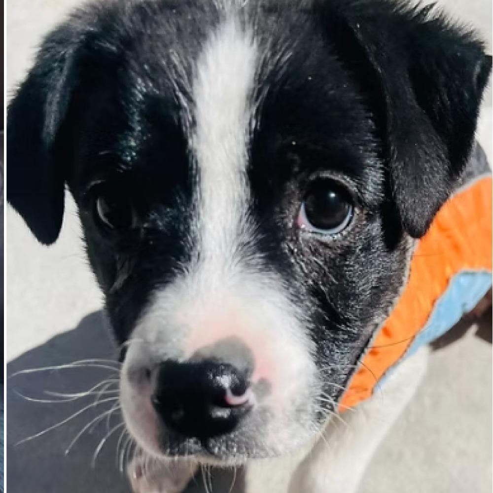 Pandita, Adoptable, Puppy Male Terrier & Mixed Breed.