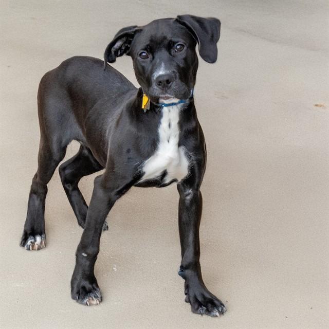 Enlarge BAILEY, a Adoptable mixed breed in Saint Louis, MO image 1/1