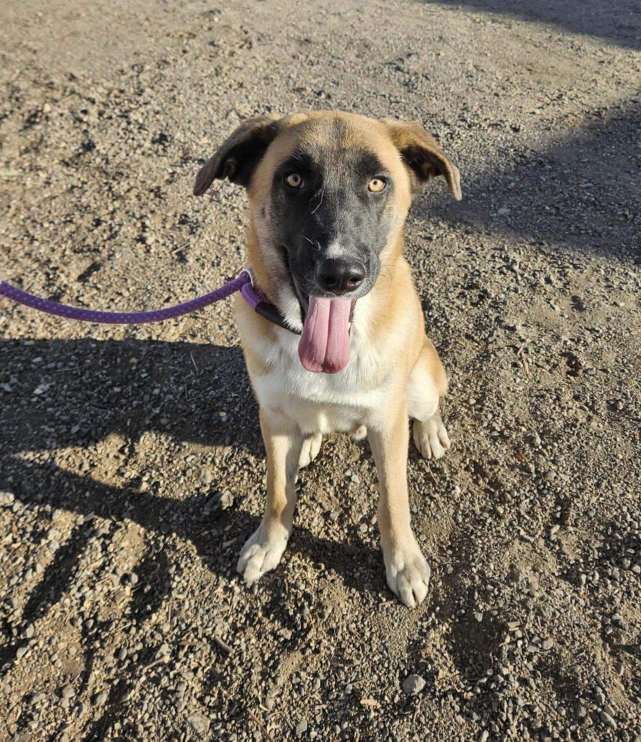 Lennox, Adoptable, Young Male Belgian Shepherd / Malinois & Hound.