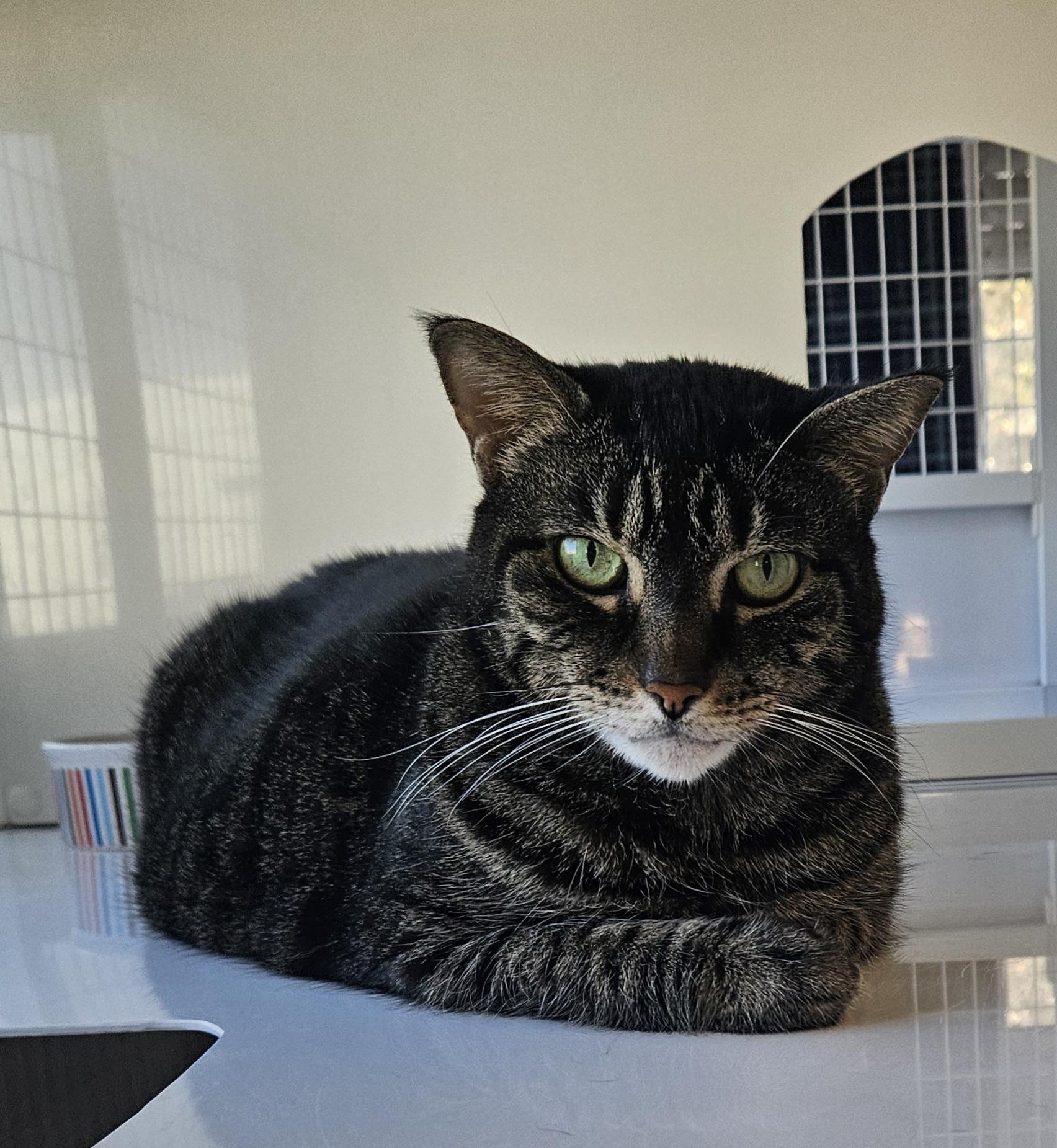 Agnes (in a foster home), a Adoptable Domestic Short Hair in Melbourne, FL image 1/2