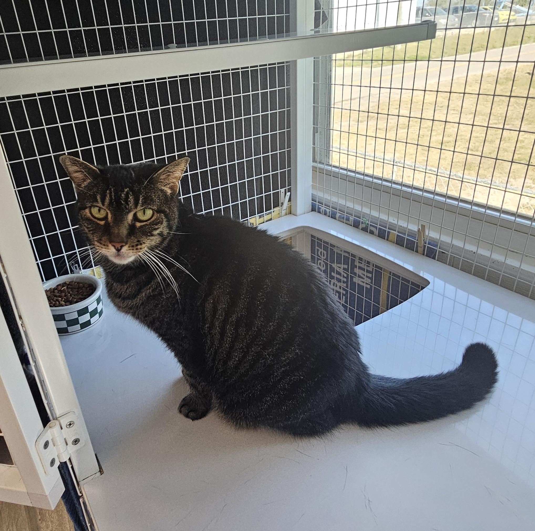 Agnes (in a foster home), a Adoptable Domestic Short Hair in Melbourne, FL image 2/2