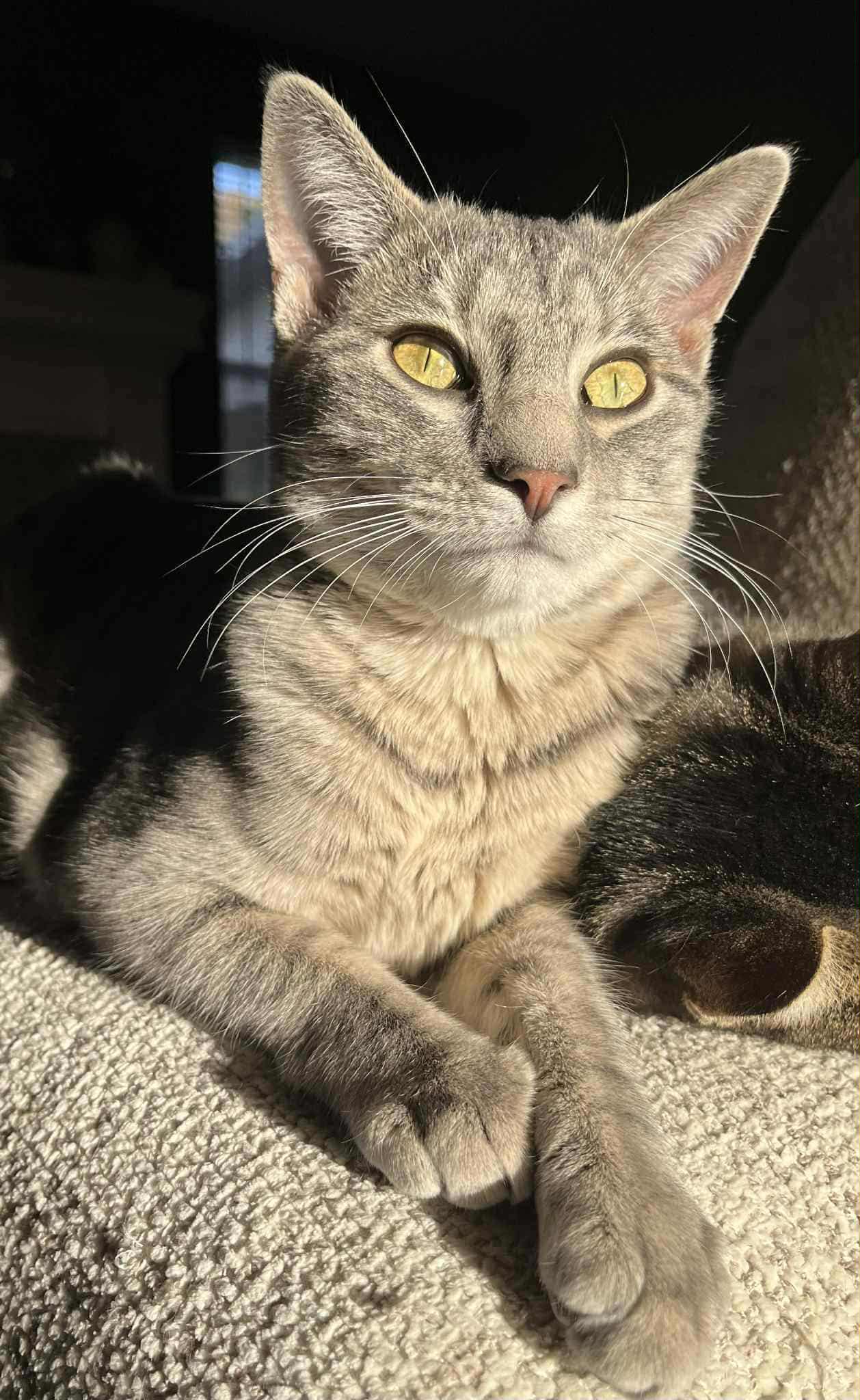 Azul, Adoptable, Young Female Domestic Short Hair.