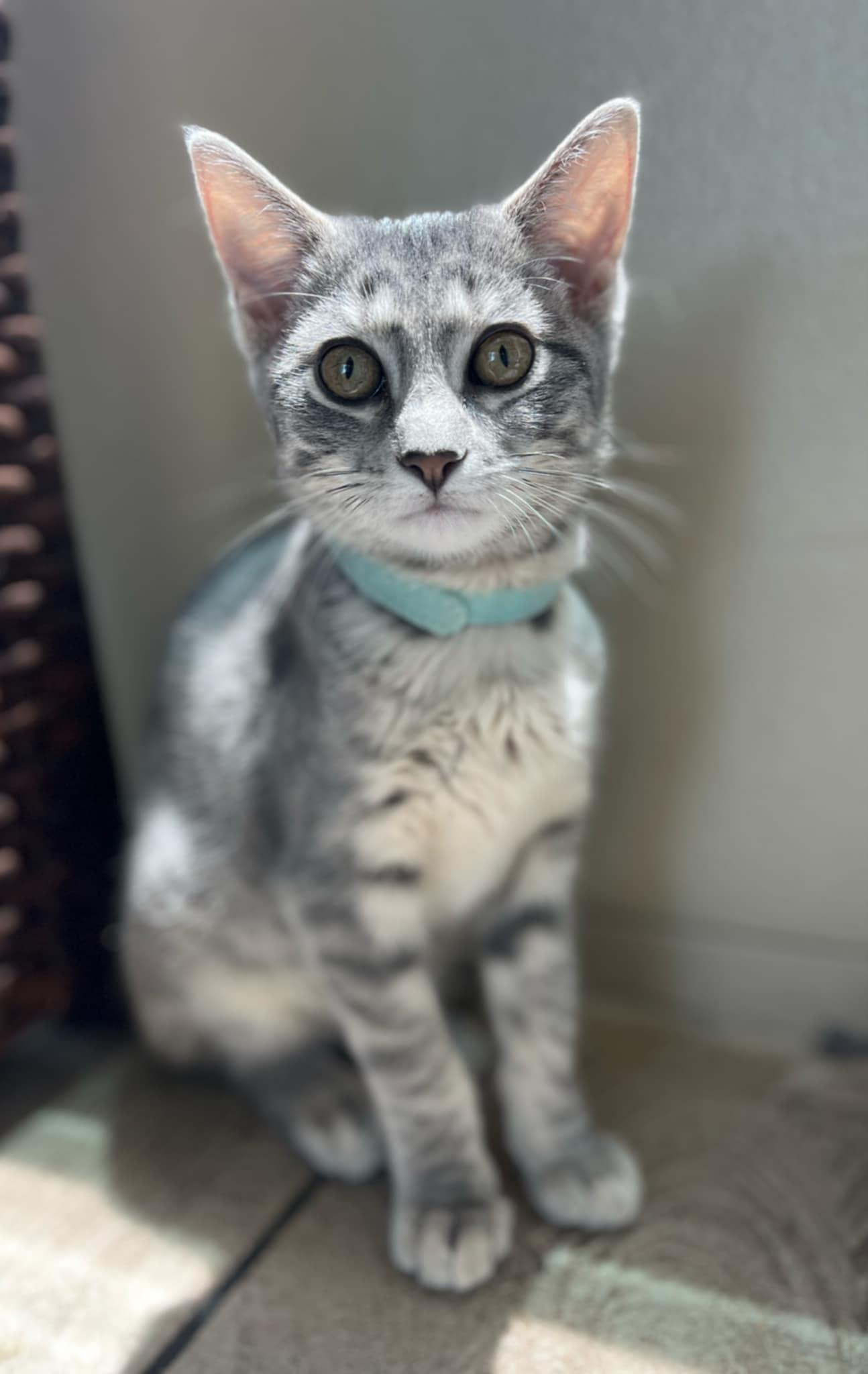 Azul