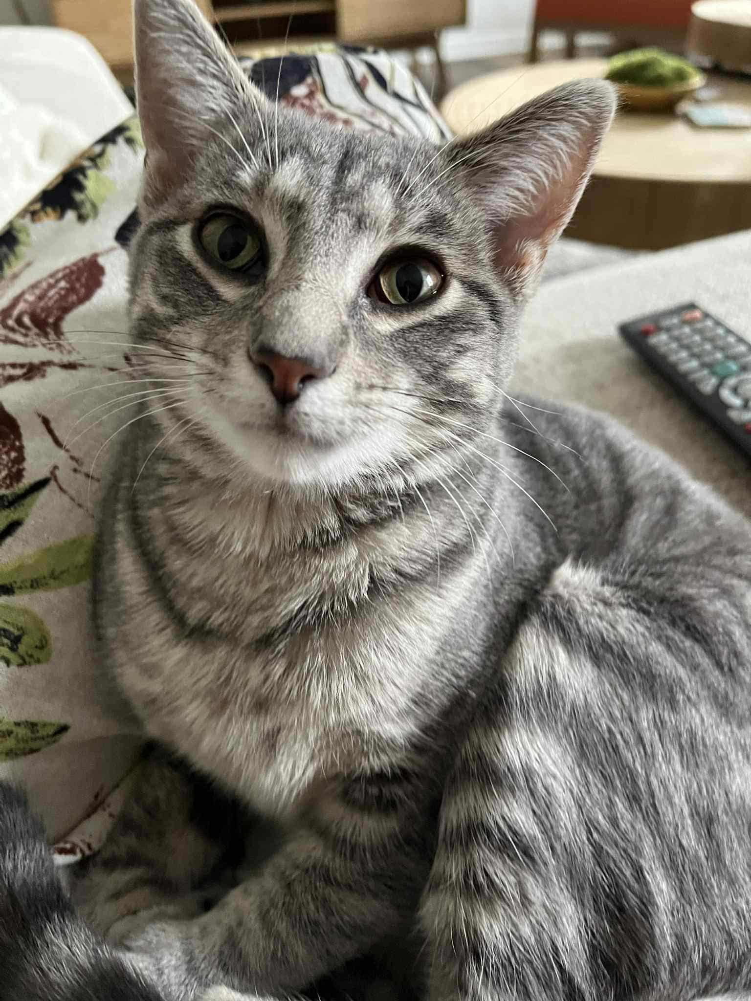 Enlarge Azul, a Adoptable Domestic Short Hair in Overland Park, KS image 2/2