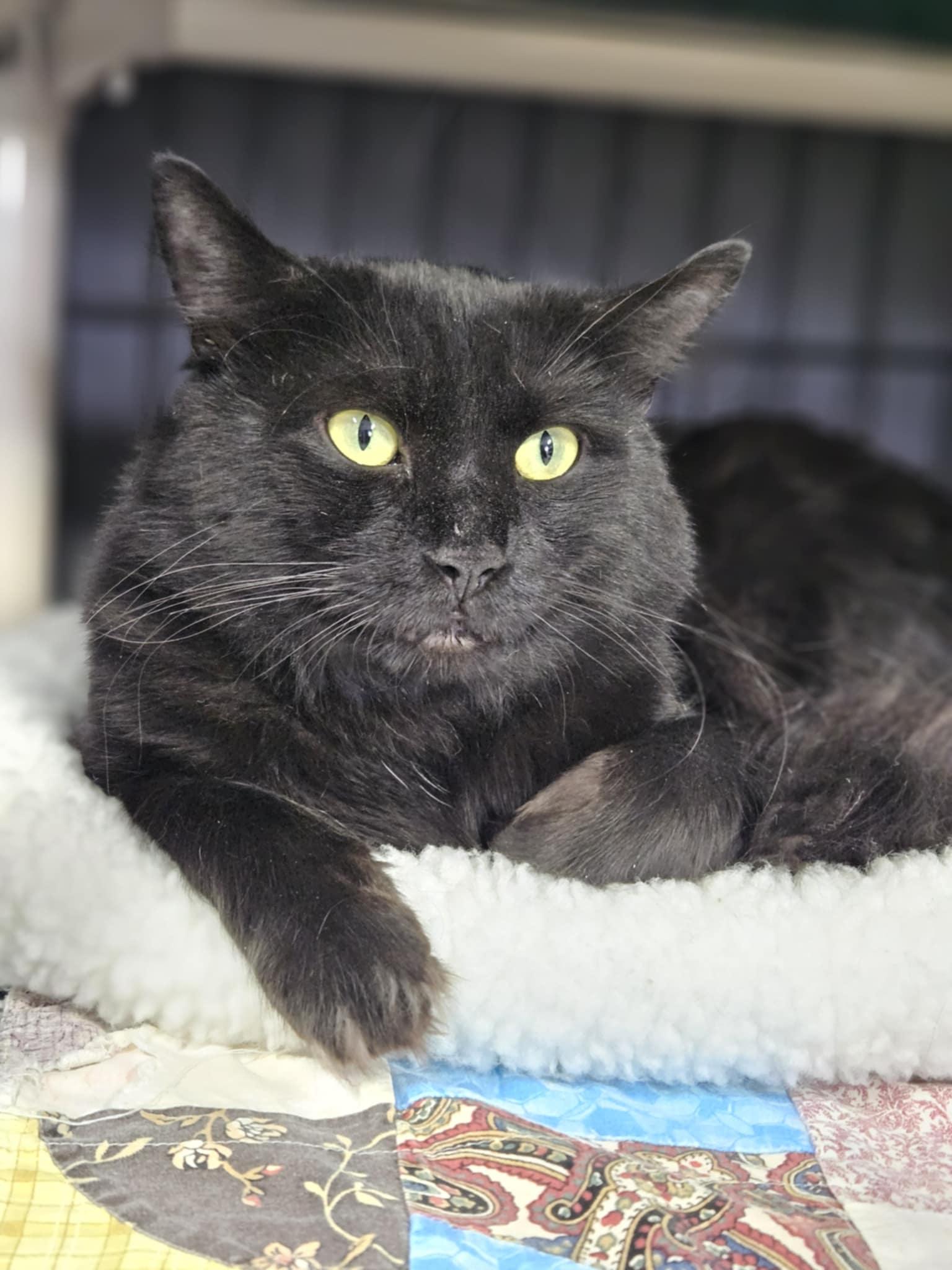 Enlarge Drako, a Adopted Domestic Long Hair in Hillside, NJ image 1/3