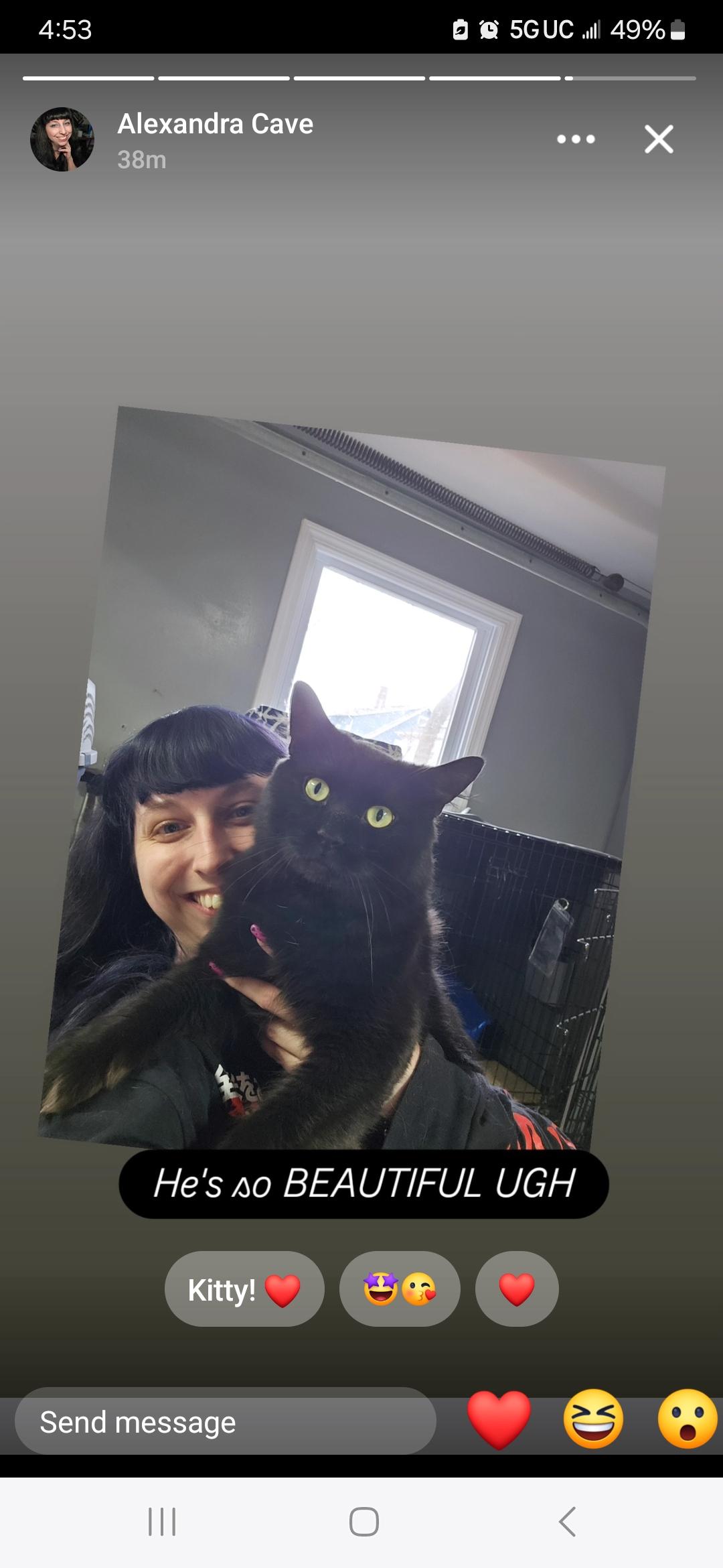 Enlarge Drako, a Adopted Domestic Long Hair in Hillside, NJ image 3/3