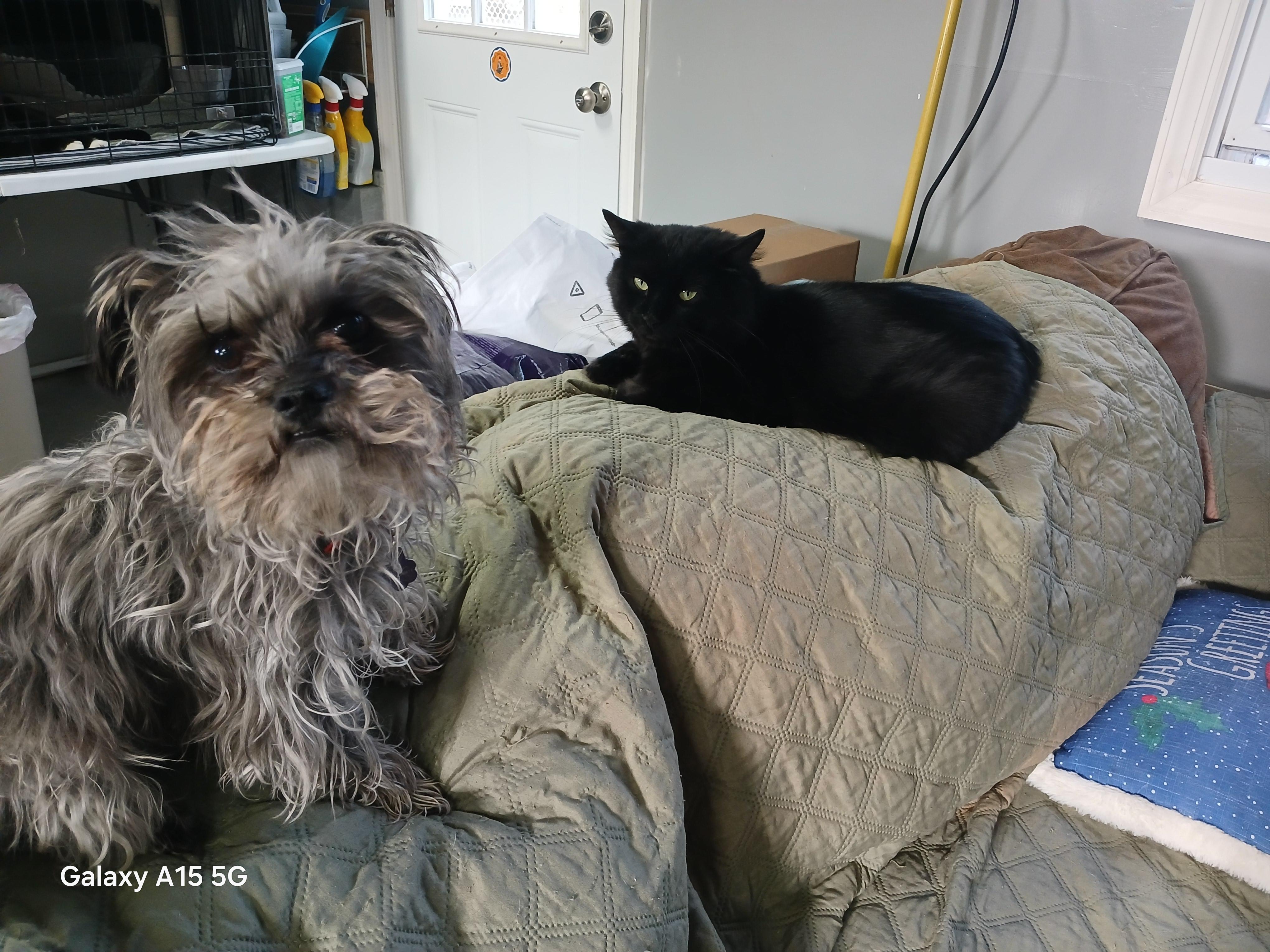 Enlarge Drako, a Adopted Domestic Long Hair in Hillside, NJ image 2/3