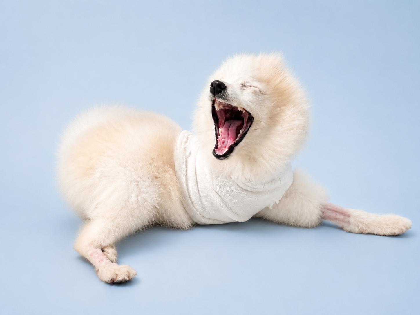 Enlarge Ice 0133, a ADOPTABLE Pomeranian in Waldorf, MD image 3/3