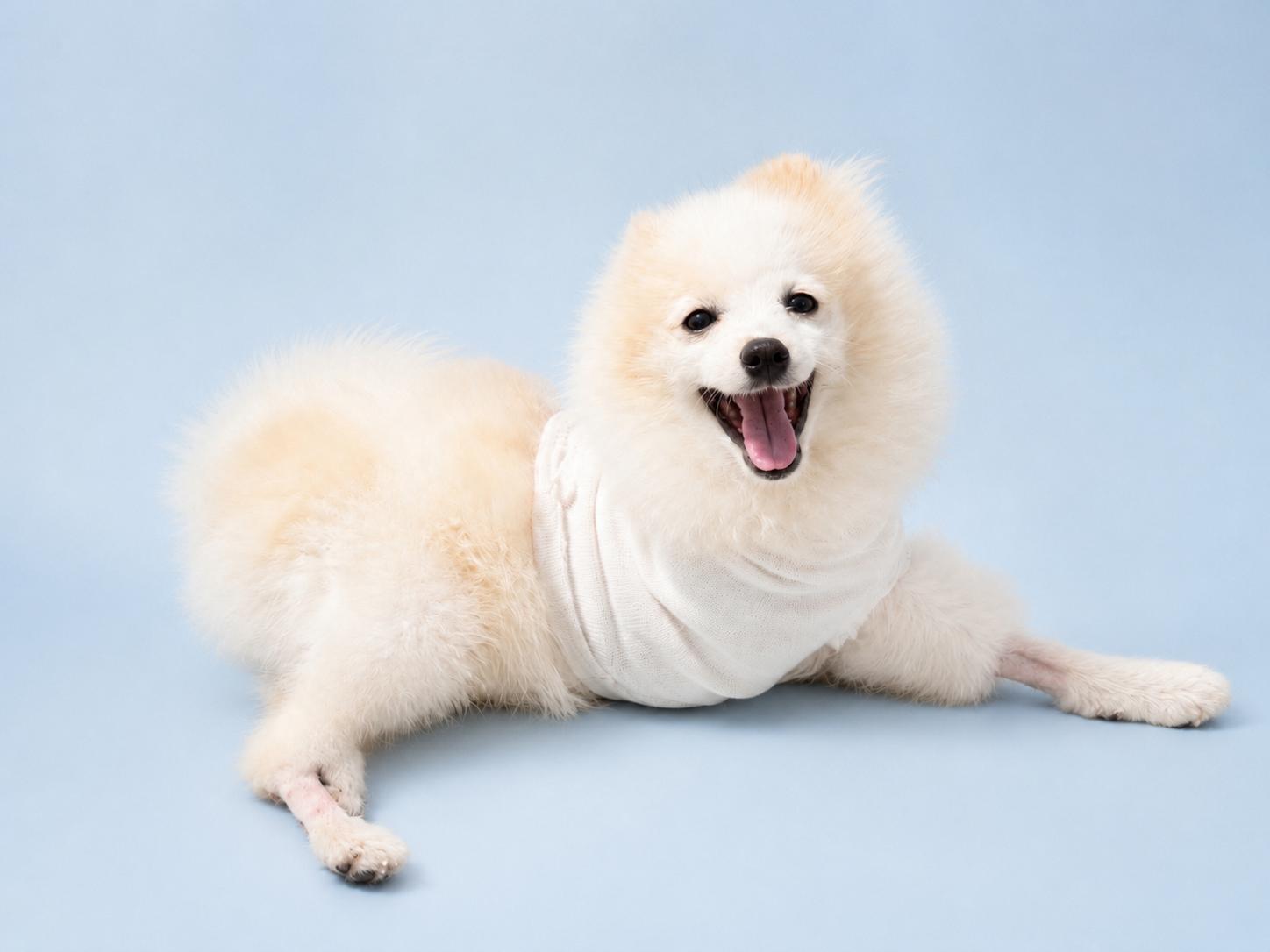 Ice 0133, ADOPTABLE, Puppy Male Pomeranian.