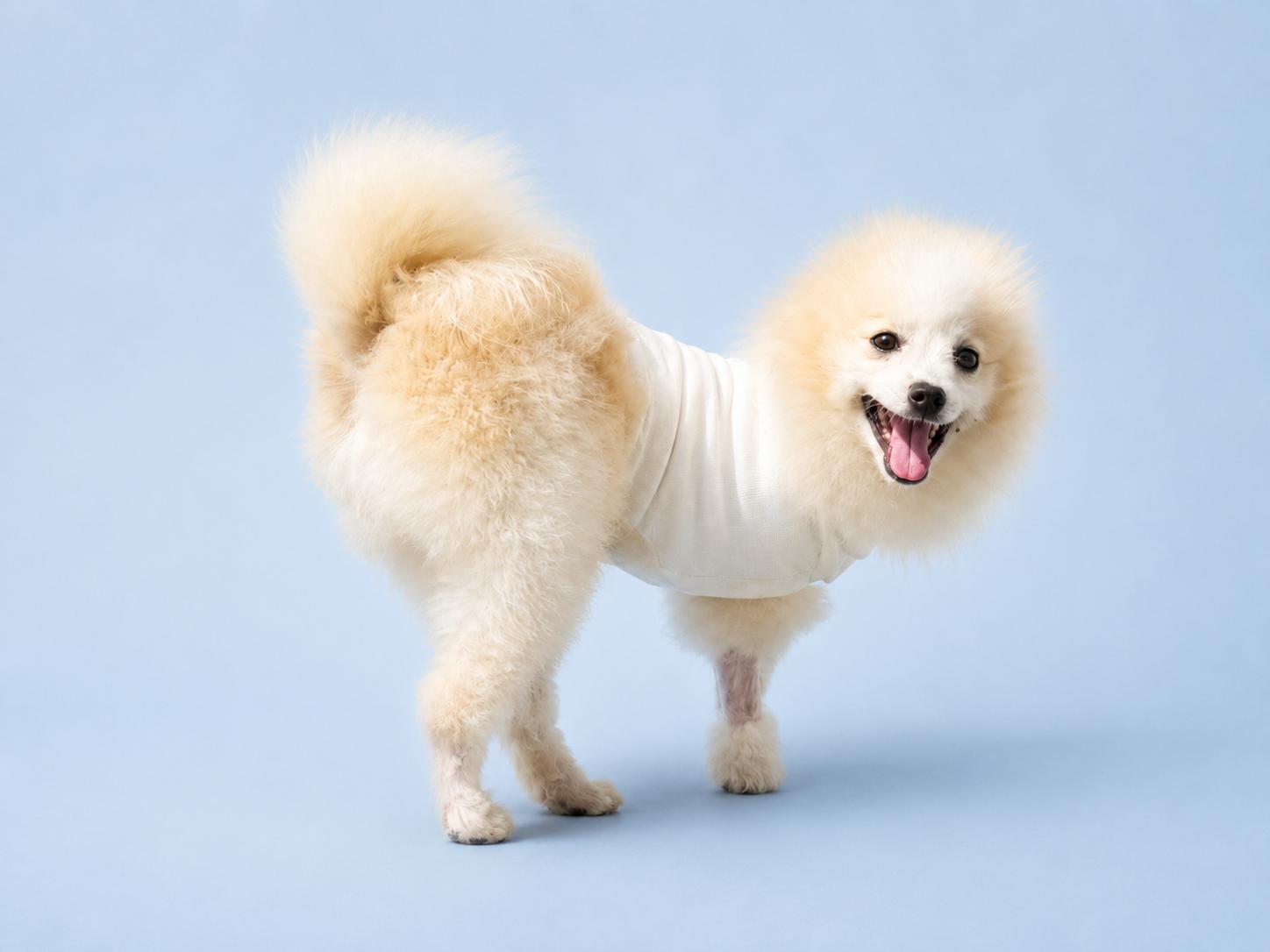 Enlarge Ice 0133, a ADOPTABLE Pomeranian in Waldorf, MD image 2/3