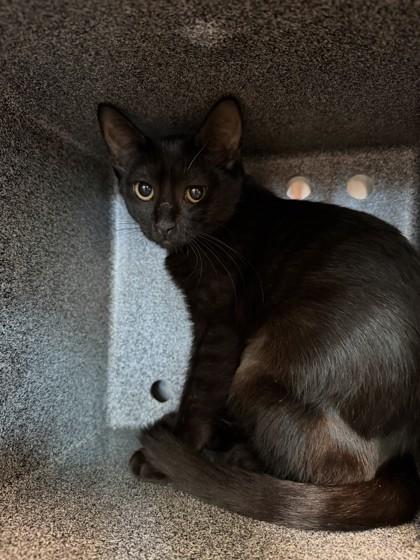 Jet, Adoptable, Kitten Female Domestic Short Hair & Domestic Short Hair.