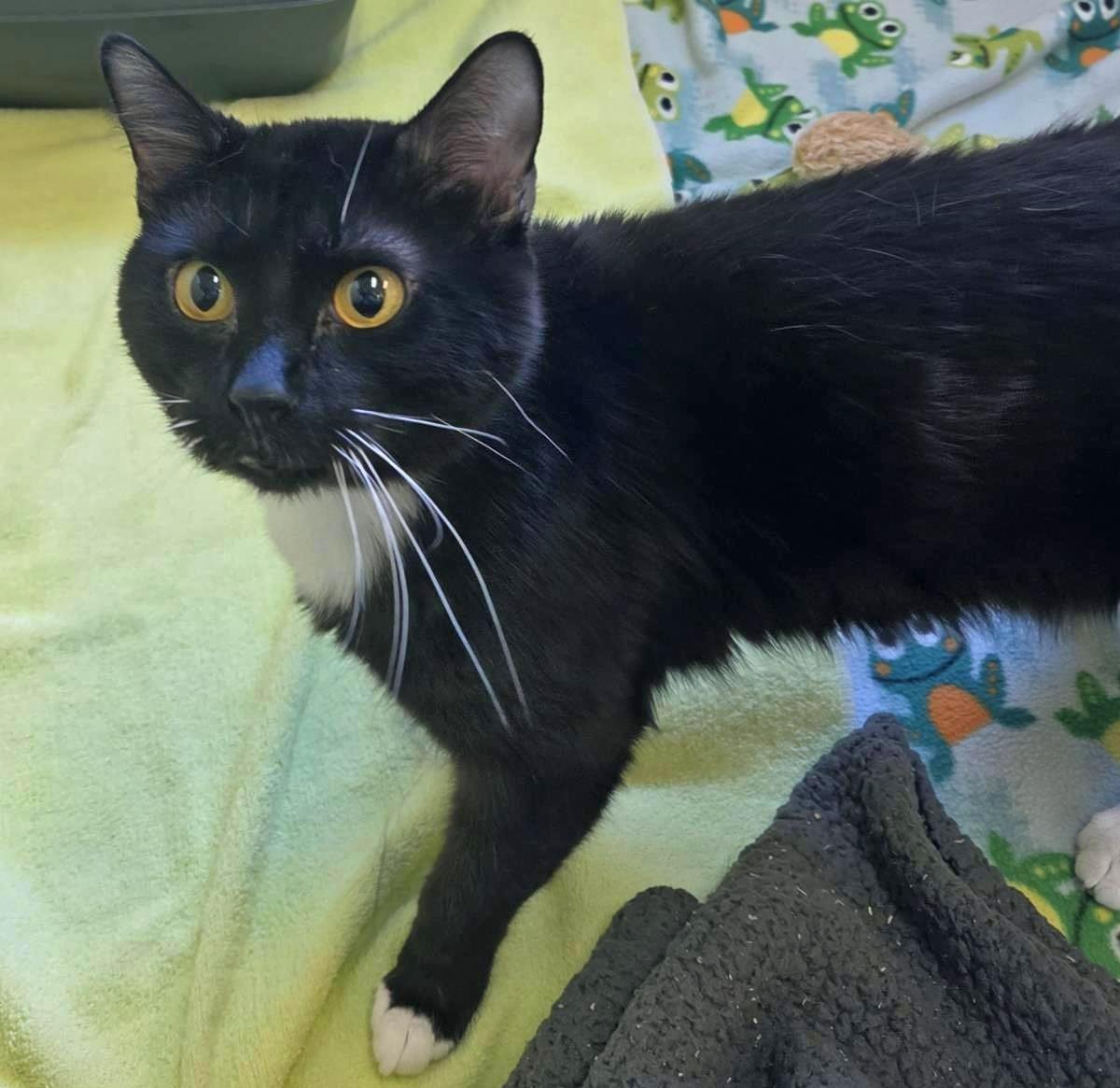 Mbappe, Adoptable, Adult Male Domestic Short Hair.