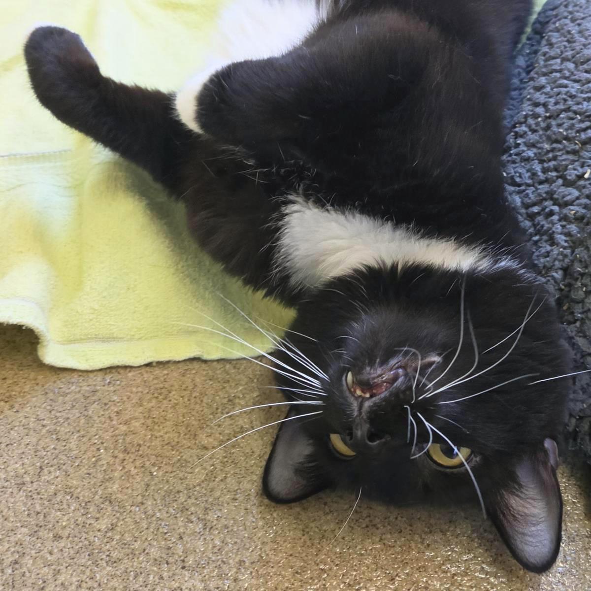 Enlarge Mbappe, a Adoptable Domestic Short Hair in Plover, WI image 2/3