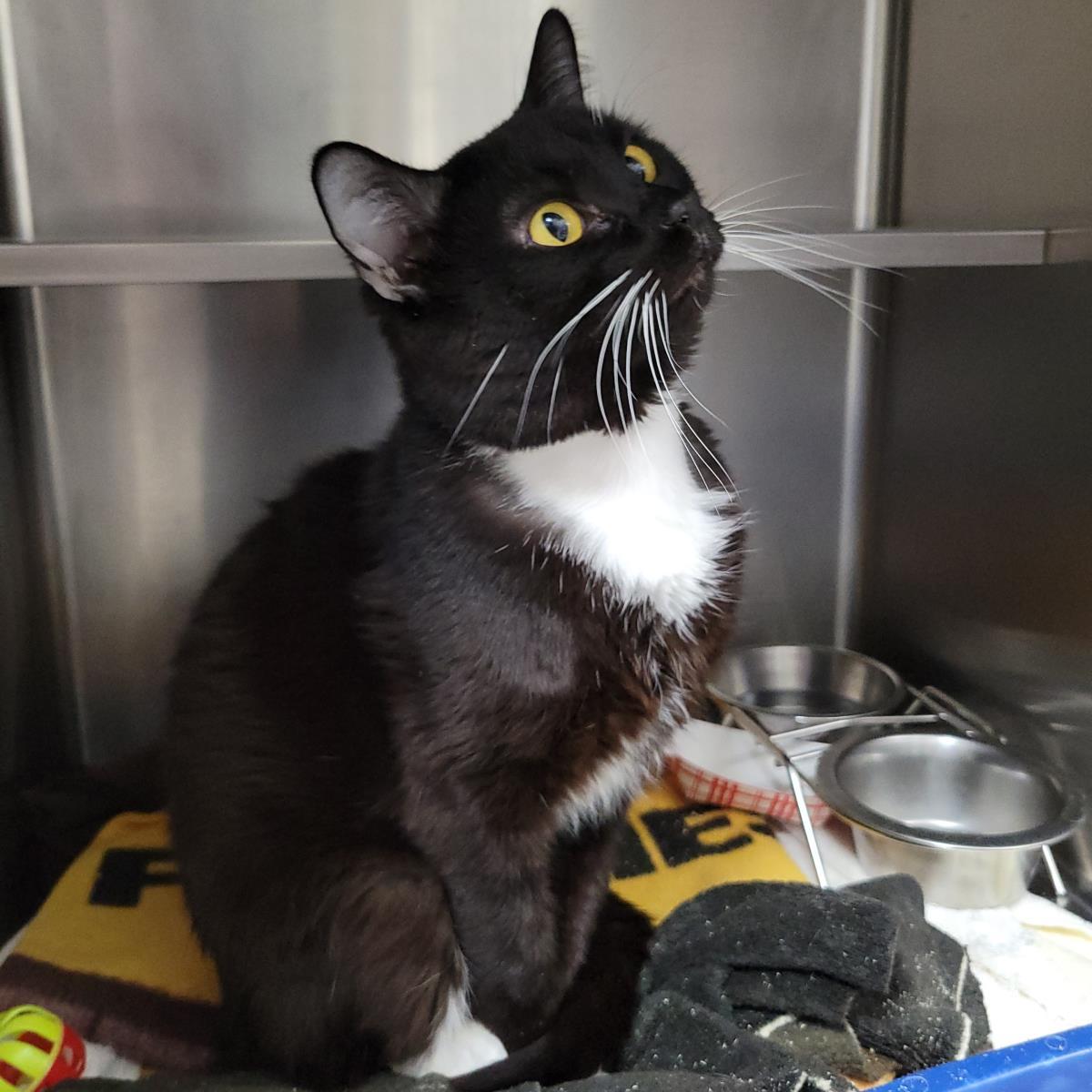 Enlarge Mbappe, a Adoptable Domestic Short Hair in Plover, WI image 3/3