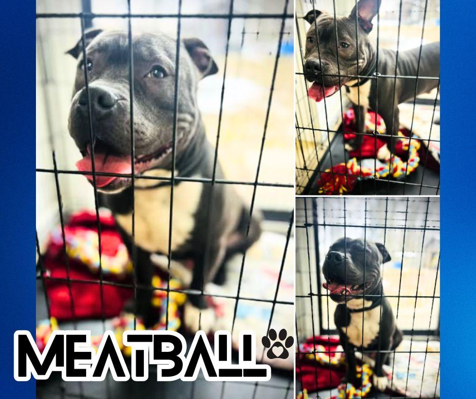 MEATBALL, Adopted, Adult Male Pit Bull Terrier.