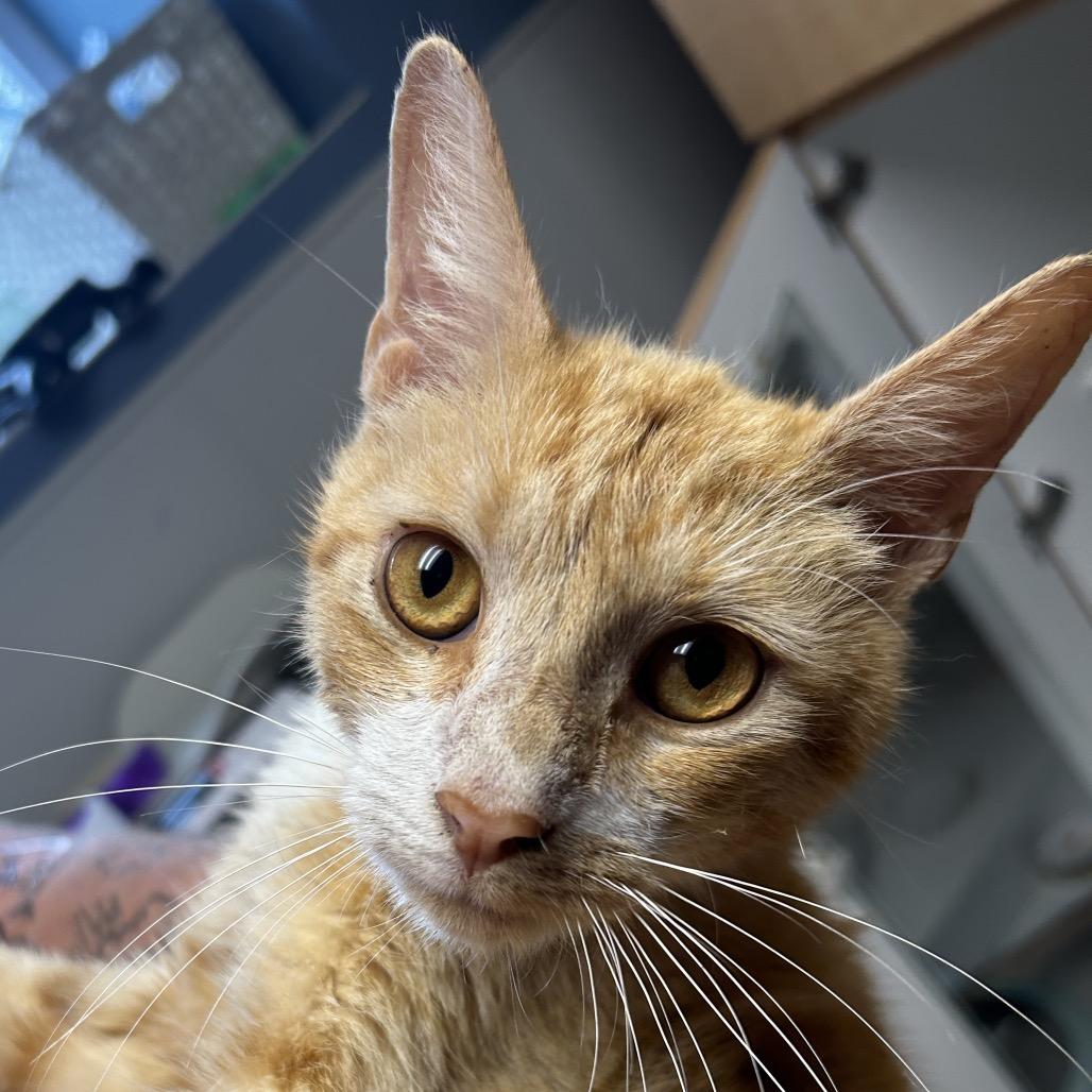 Bubbie, Adoptable, Adult Male Domestic Short Hair.