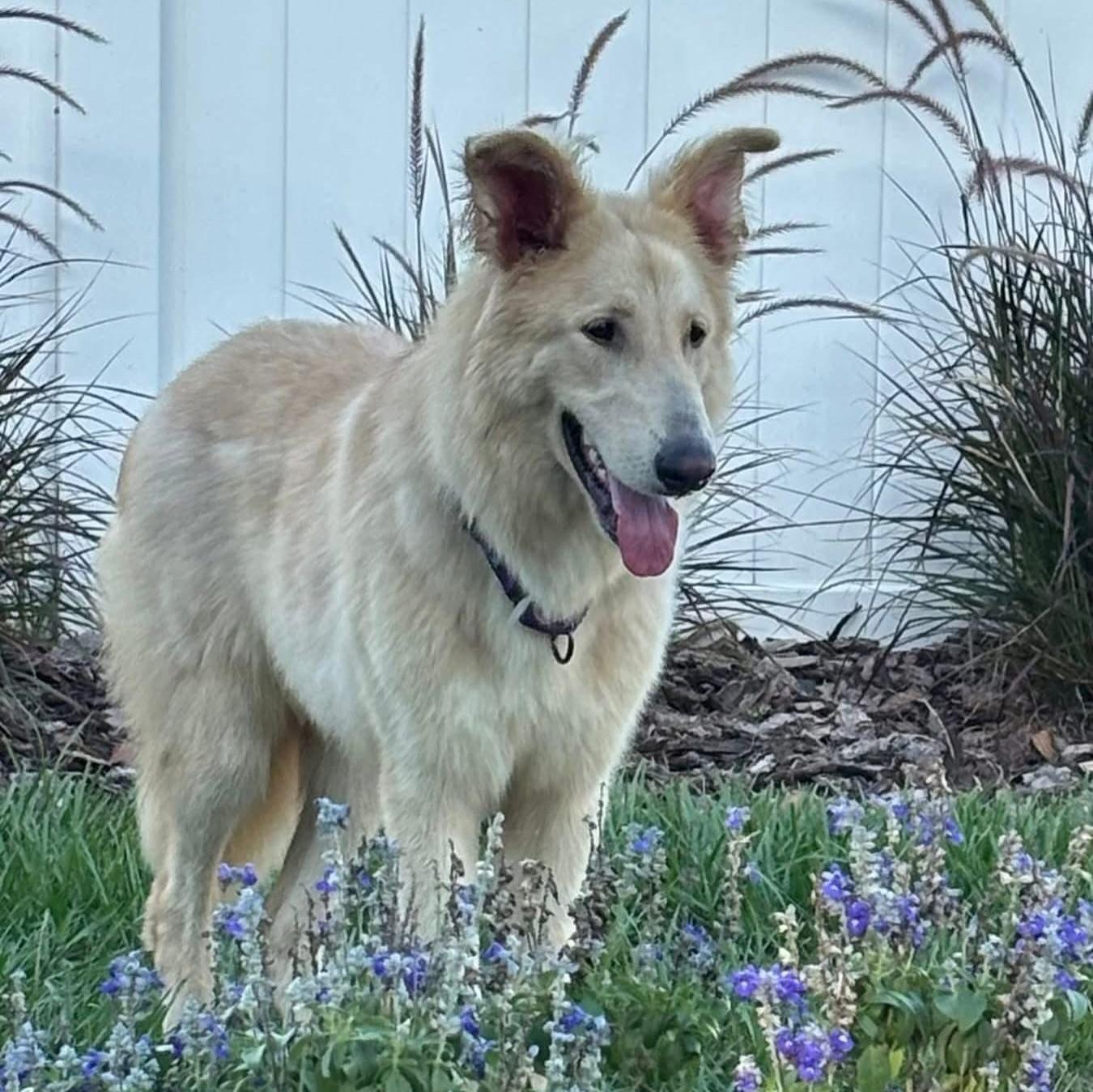 Freddie, an adopted Collie & Great Pyrenees Mix in Saint Petersburg, FL_image-1