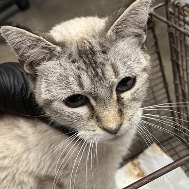 Mandolin, adopted, Adult Female Siamese.