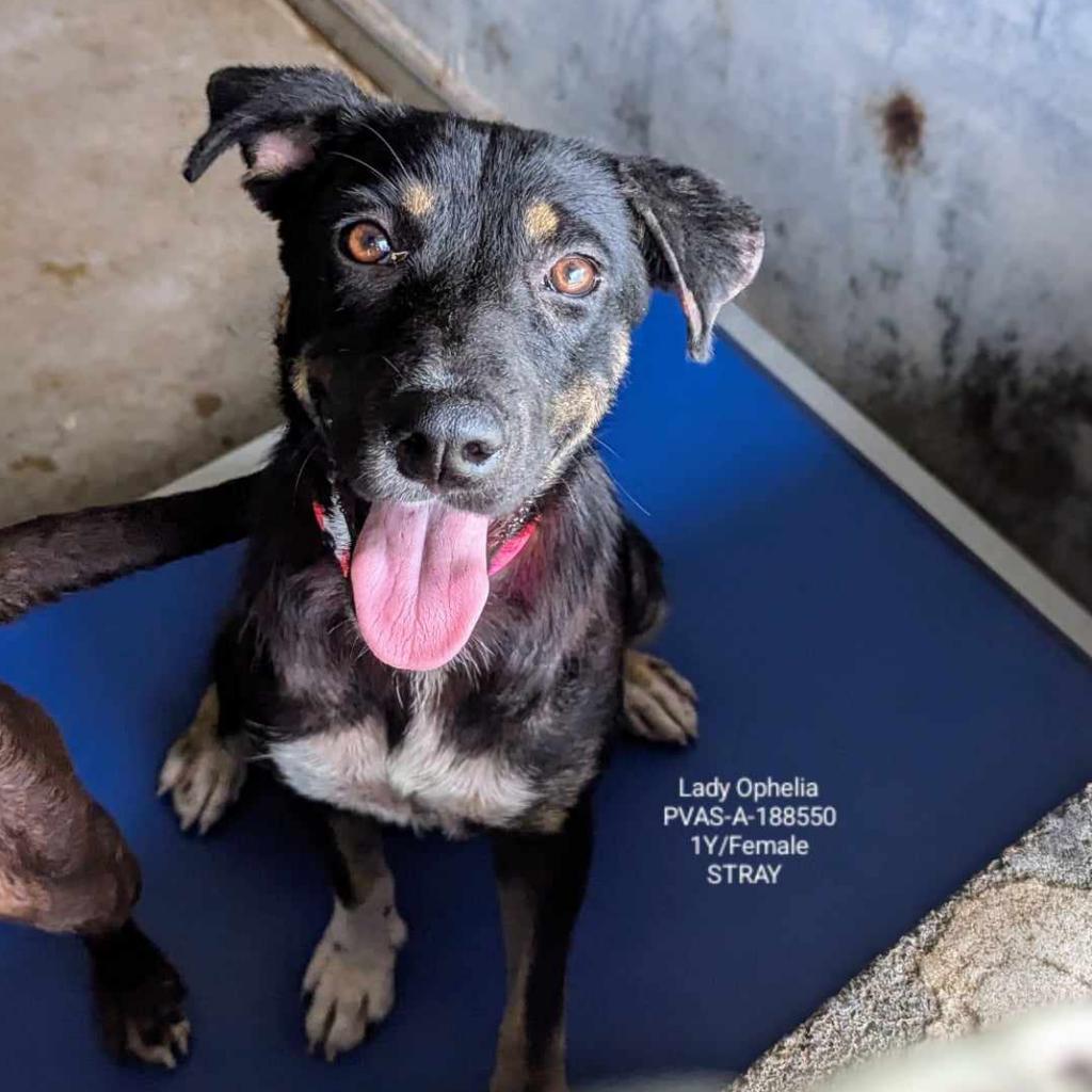 Lady Ophelia thumbnail 2