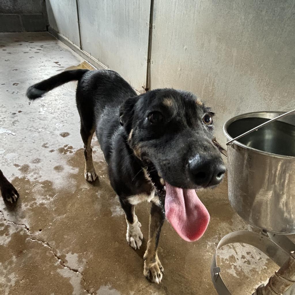 Lady Ophelia thumbnail 3