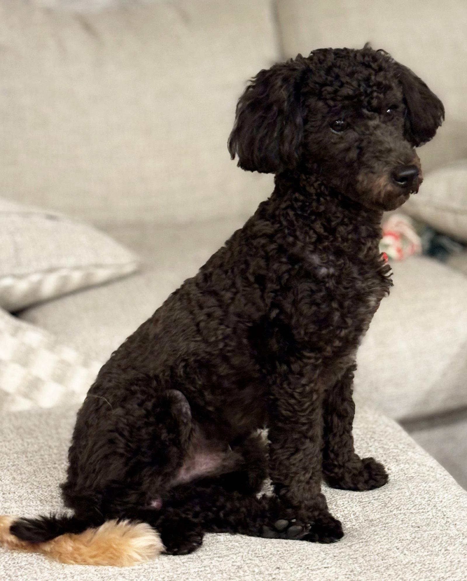Sullivan, Adopted, Young Male Poodle & Bichon Frise.