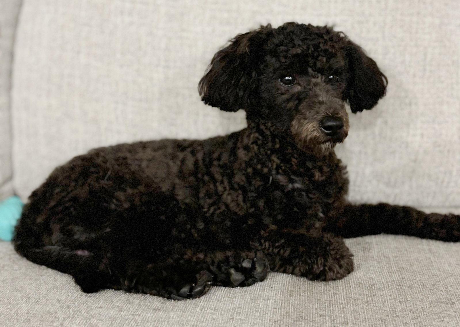 Enlarge Sullivan, a Adopted mixed breed in London, ON image 2/3