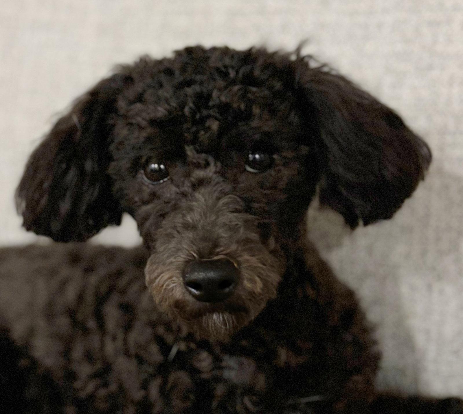 Enlarge Sullivan, a Adopted mixed breed in London, ON image 3/3