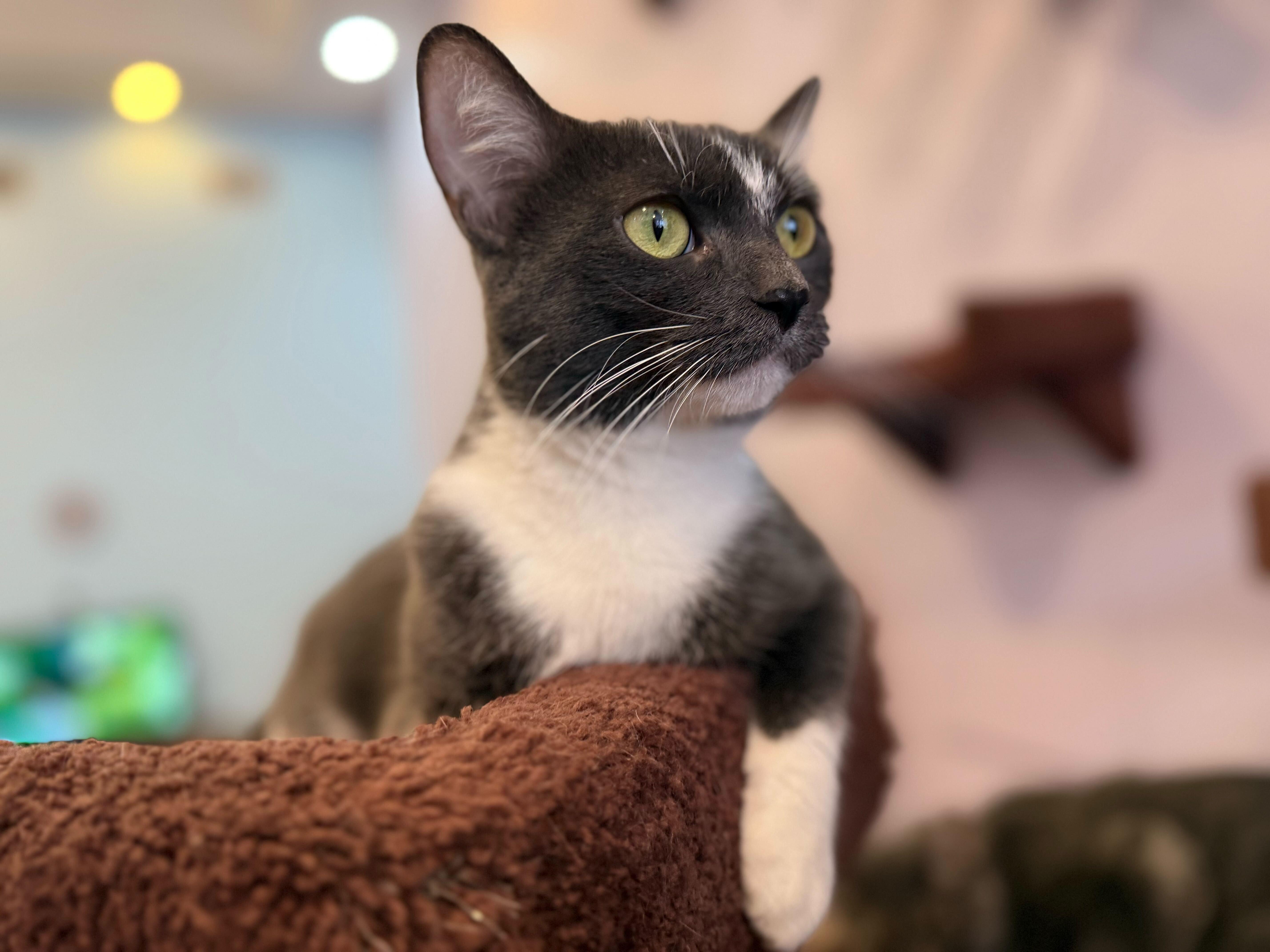 Mia, adoptable, Adult Female Domestic Short Hair.