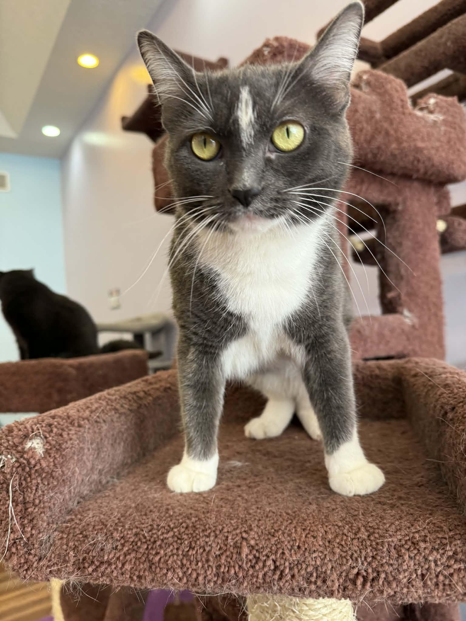 Enlarge Mia(cat café) , an adoptable Domestic Short Hair in Lafayette, IN image 3/4