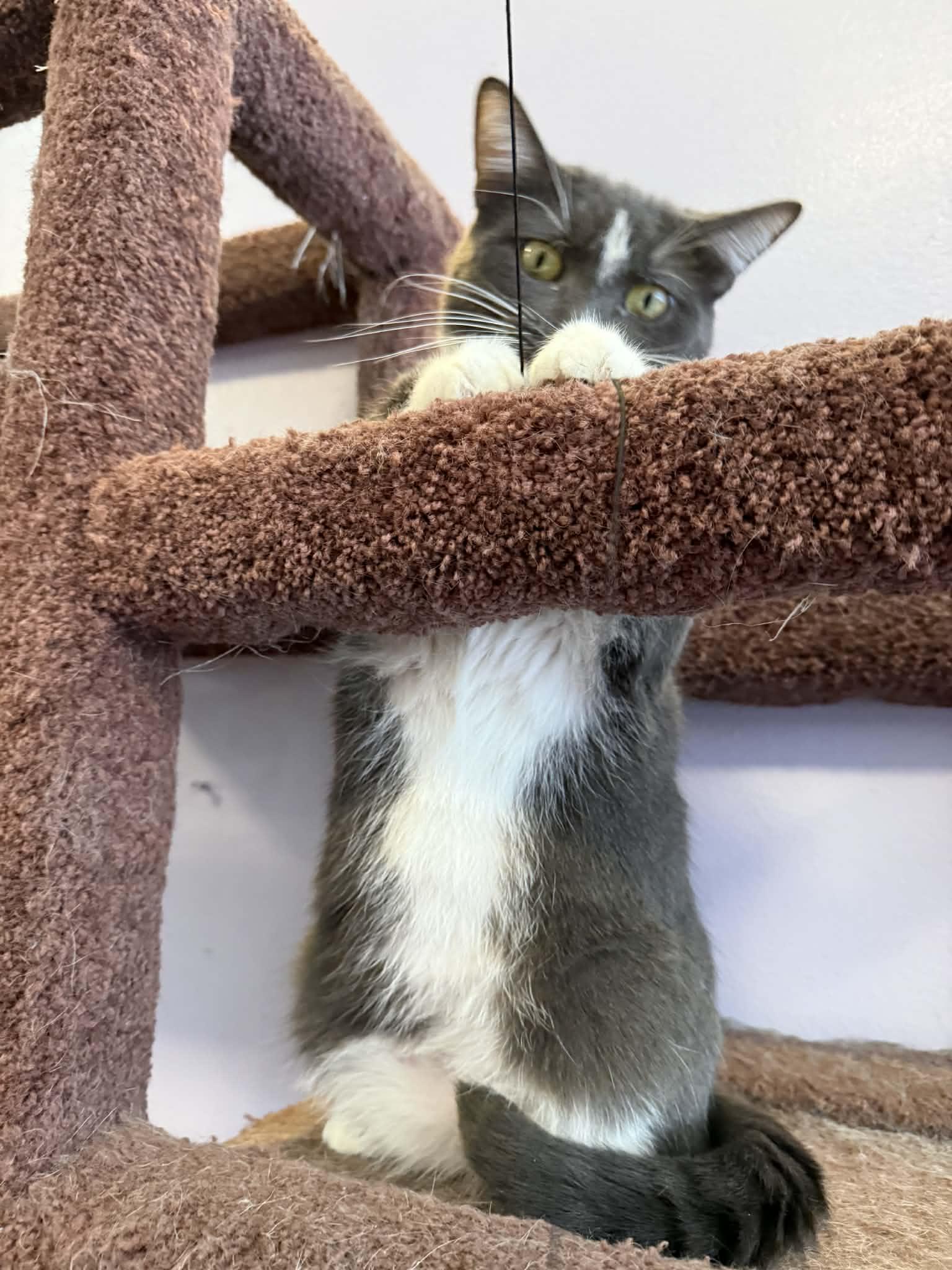 Enlarge Mia(cat café) , an adoptable Domestic Short Hair in Lafayette, IN image 4/4