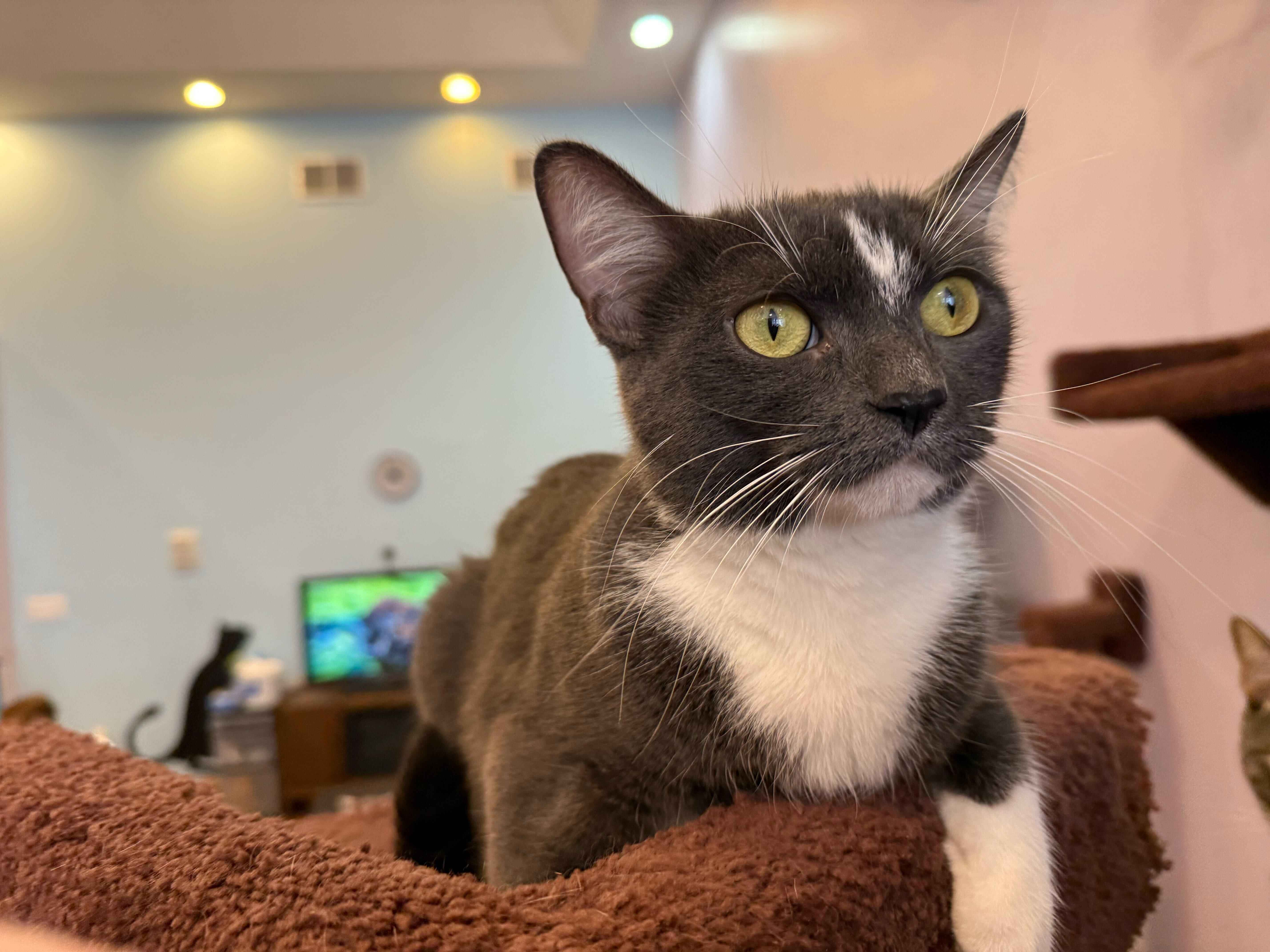 Mia, an adoptable Domestic Short Hair in West Lafayette, IN image 2/2