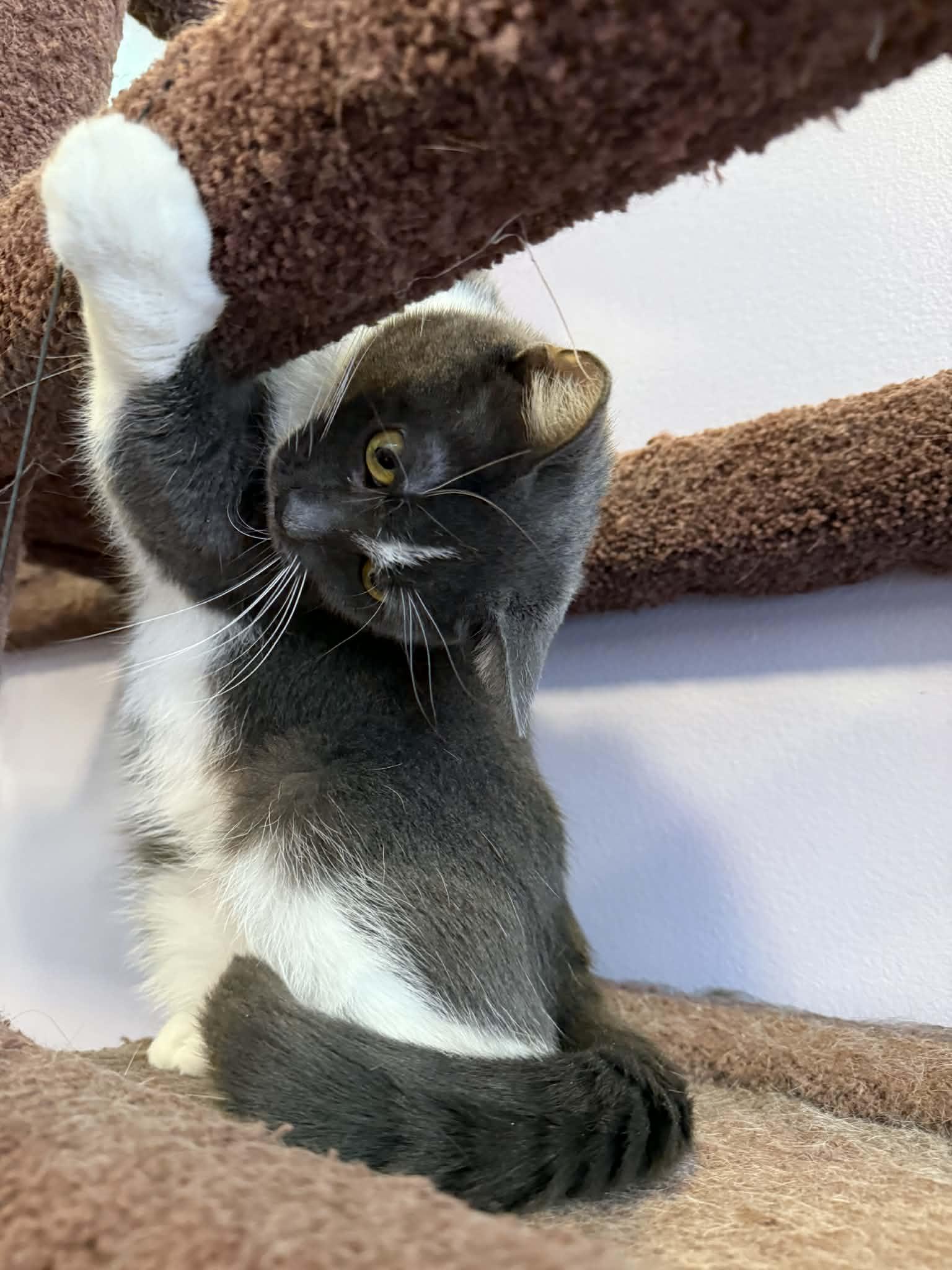 Mia(cat café) , adoptable, Adult Female Domestic Short Hair.