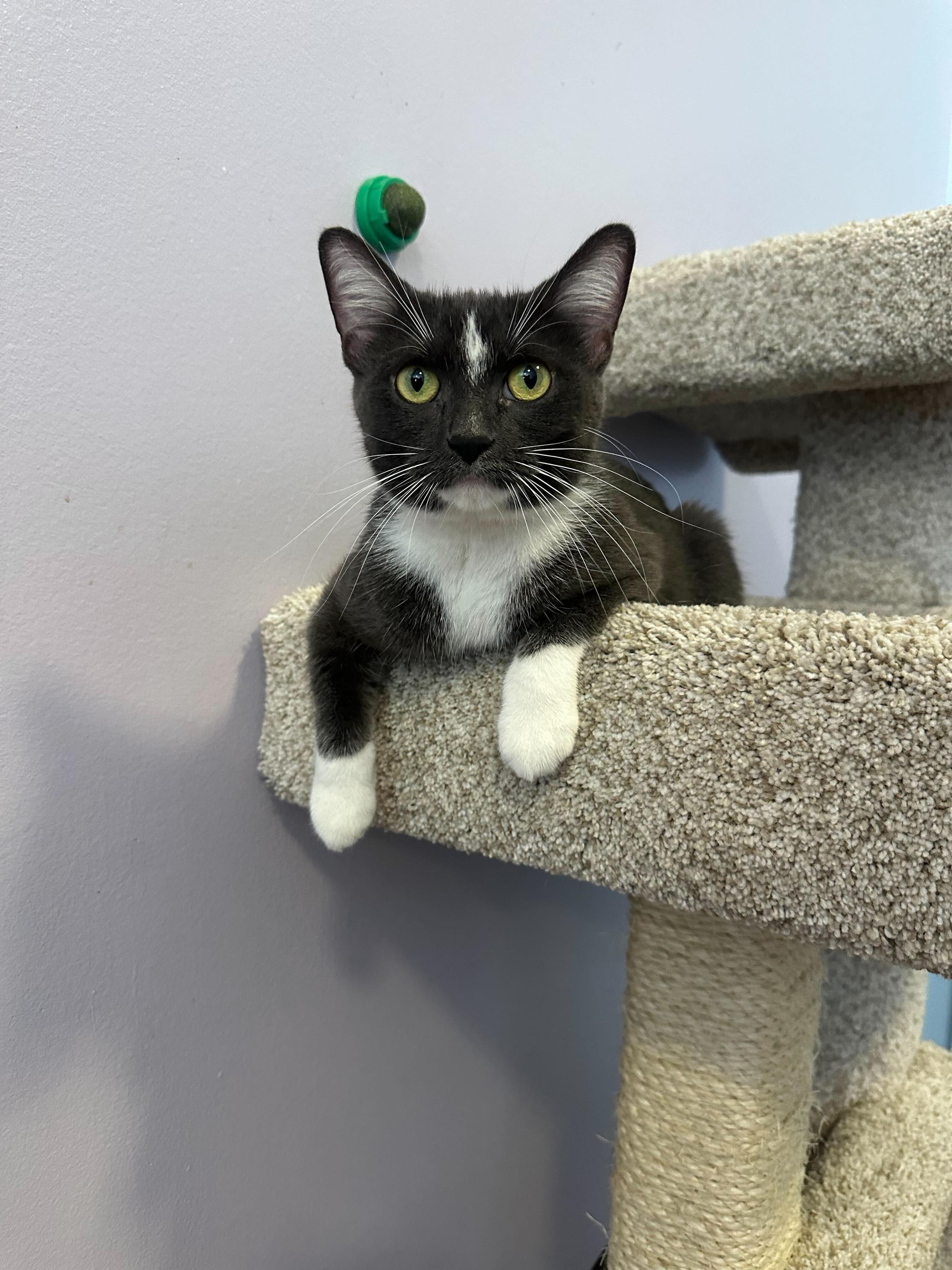 Enlarge Mia, an adoptable Domestic Short Hair in Lafayette, IN image 5/5