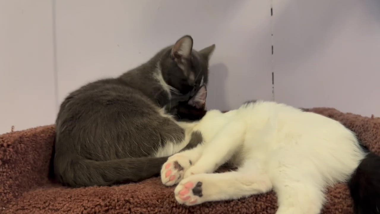 Enlarge Mia, an adoptable Domestic Short Hair in Lafayette, IN video 3/5
