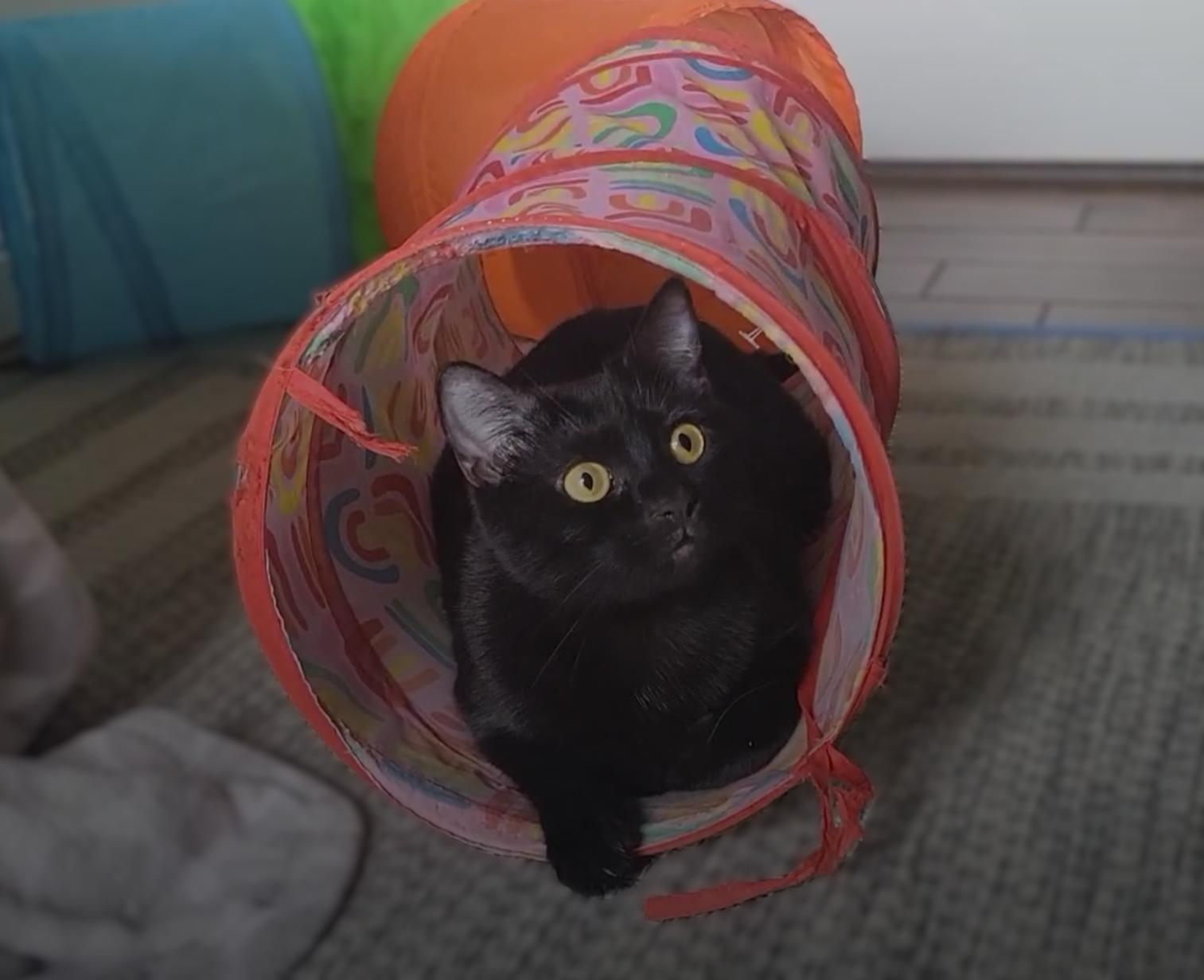 Enlarge Kaya Bonded with Charlie, a Adoptable American Shorthair in OVERLAND PARK, KS image 3/6