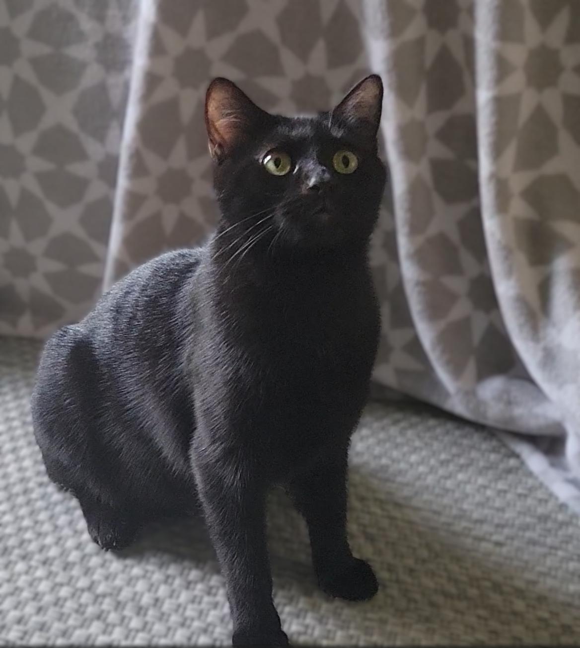 Enlarge Kaya Bonded with Charlie, a Adoptable American Shorthair in OVERLAND PARK, KS image 1/6