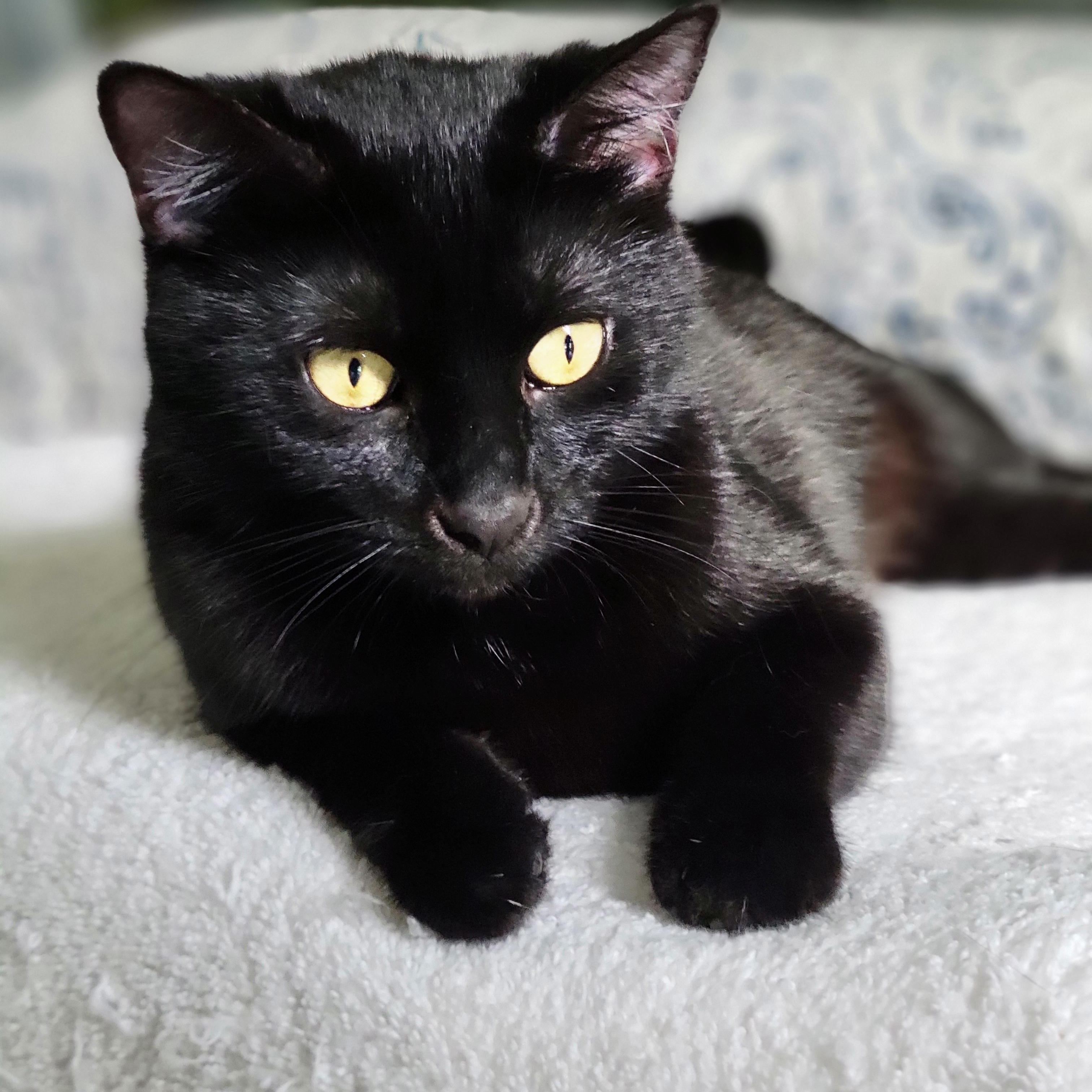 MAMA Kaya Bonded with SON, Charlie, Adoptable, Young Female American Shorthair.