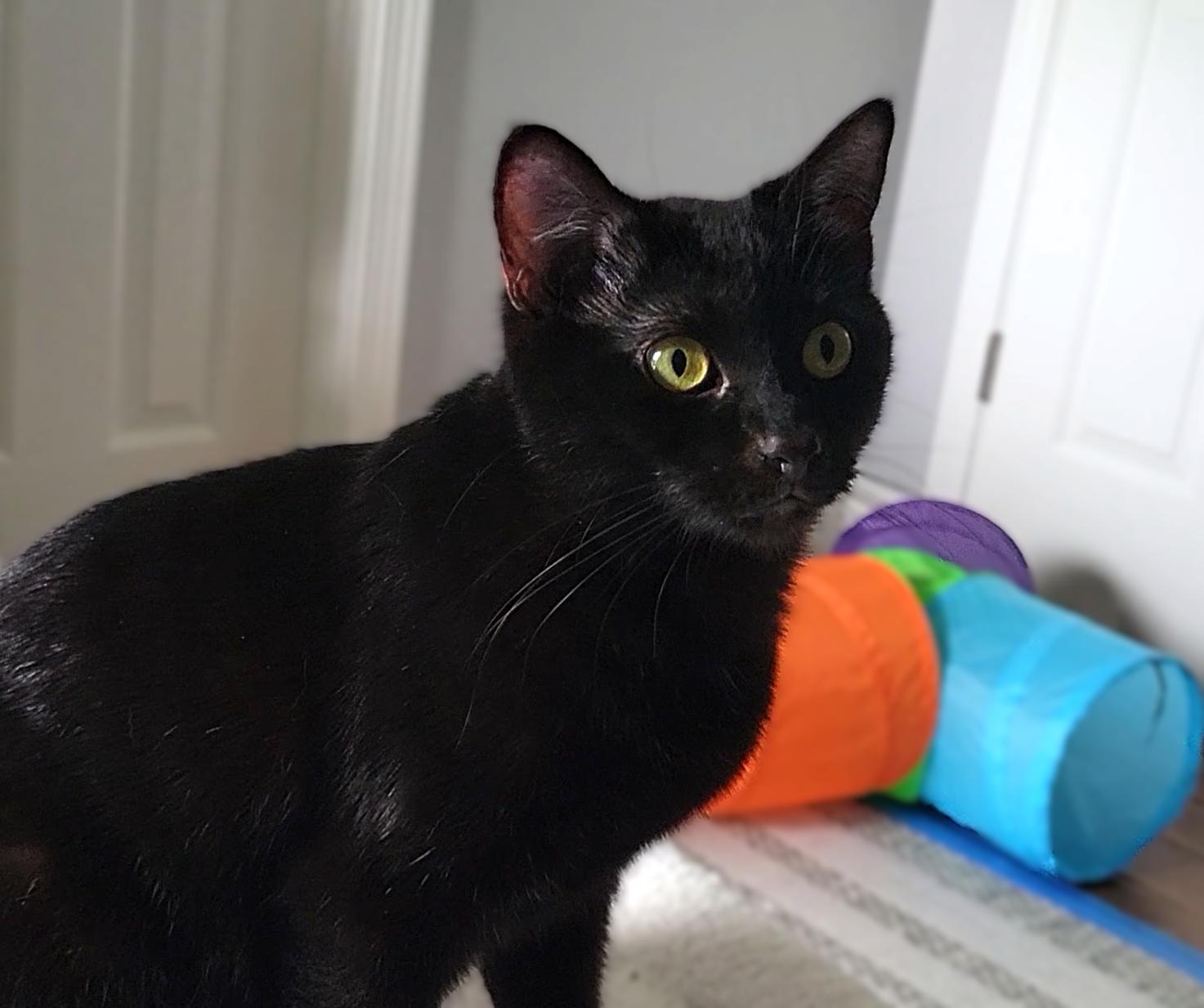 Enlarge Kaya Bonded with Charlie, a Adoptable American Shorthair in OVERLAND PARK, KS image 5/6