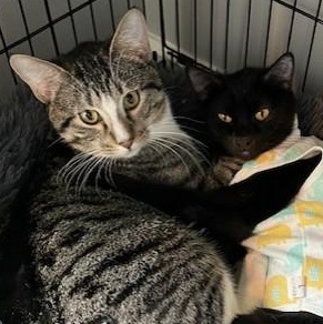 Enlarge MAMA Kaya Bonded with SON, Charlie, a Adoptable American Shorthair in OVERLAND PARK, KS image 2/5