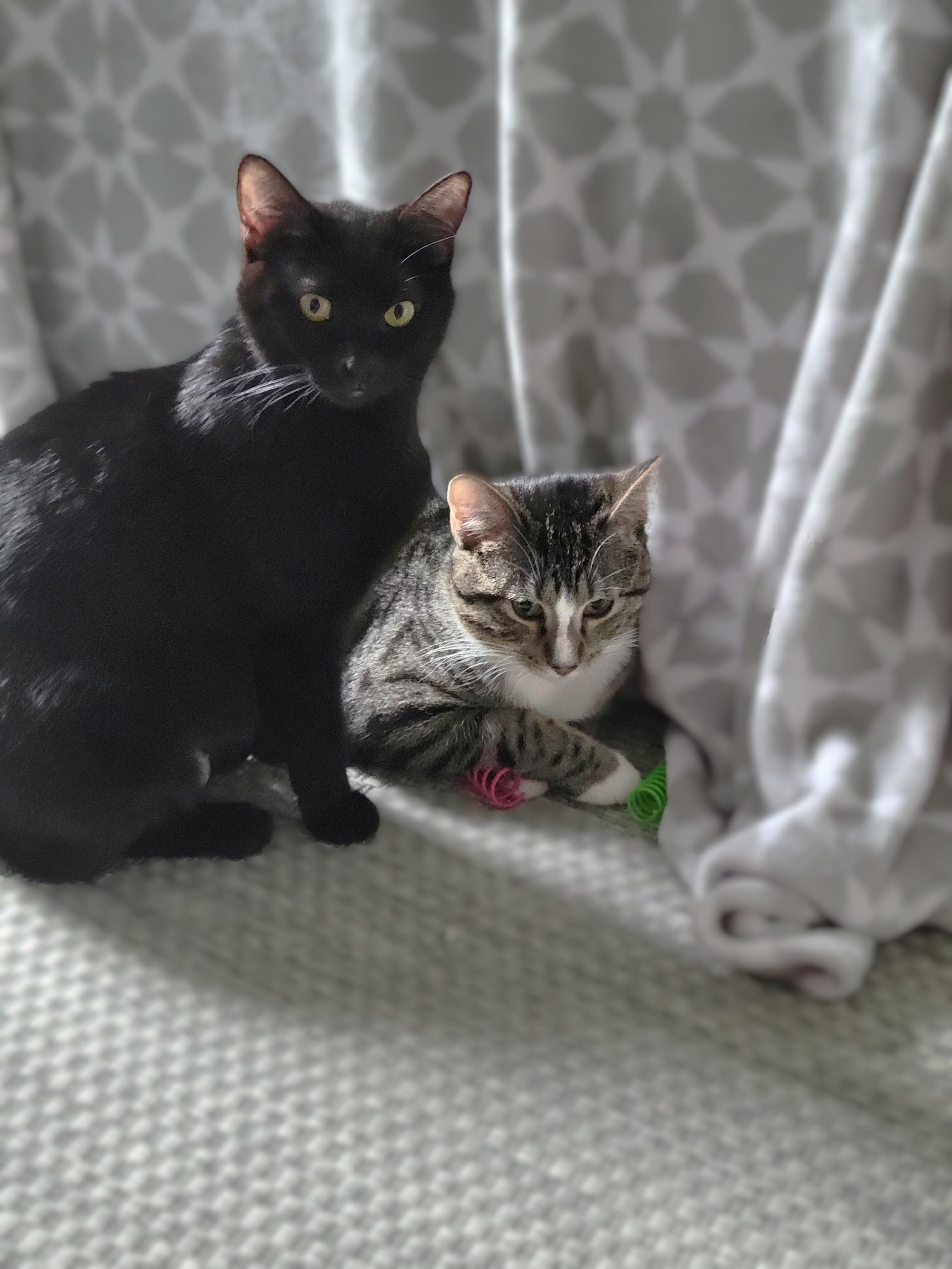 Enlarge Kaya Bonded with Charlie, a Adoptable American Shorthair in OVERLAND PARK, KS image 4/6