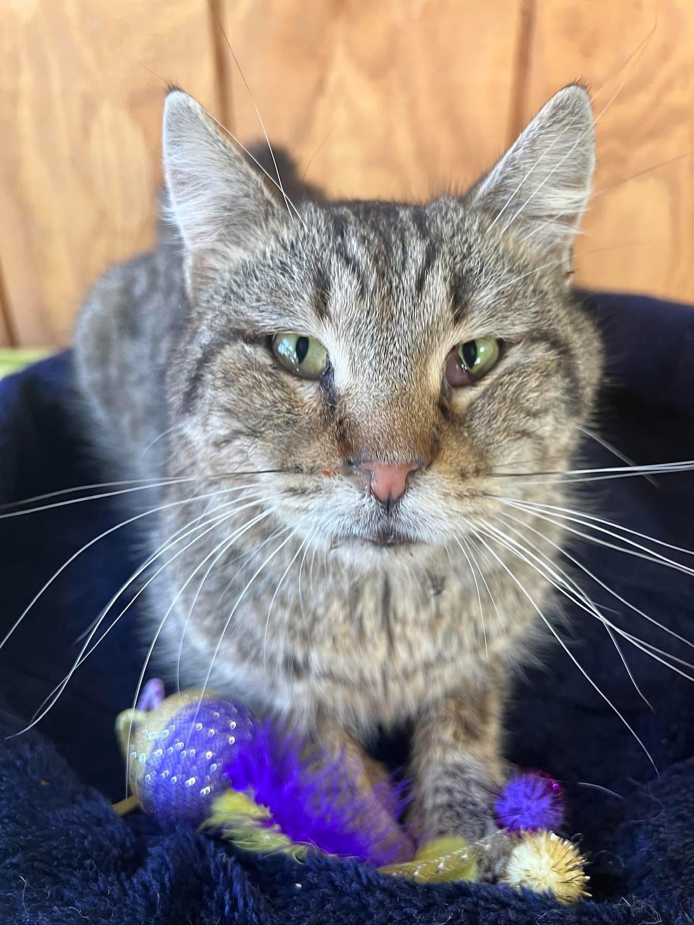 Slate , a ADOPTABLE Domestic Short Hair in Sullivan, MO image 1/2