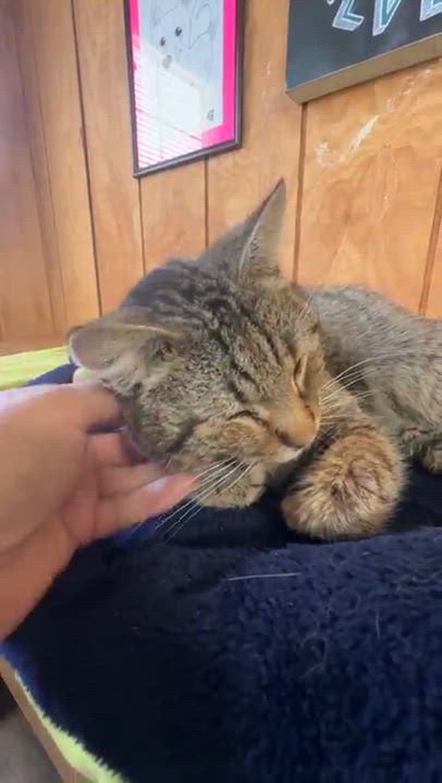 Enlarge Slate , a ADOPTABLE Domestic Short Hair in Sullivan, MO video 2/2