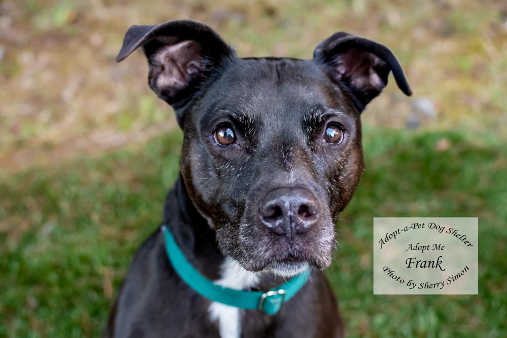 FRANK, Adoptable, Adult Male Black Labrador Retriever & Pit Bull Terrier.