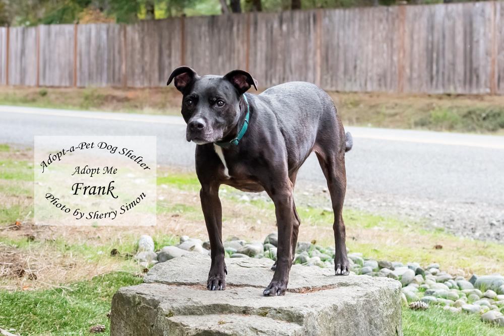 Enlarge FRANK, a Adoptable mixed breed in Shelton, WA image 3/6